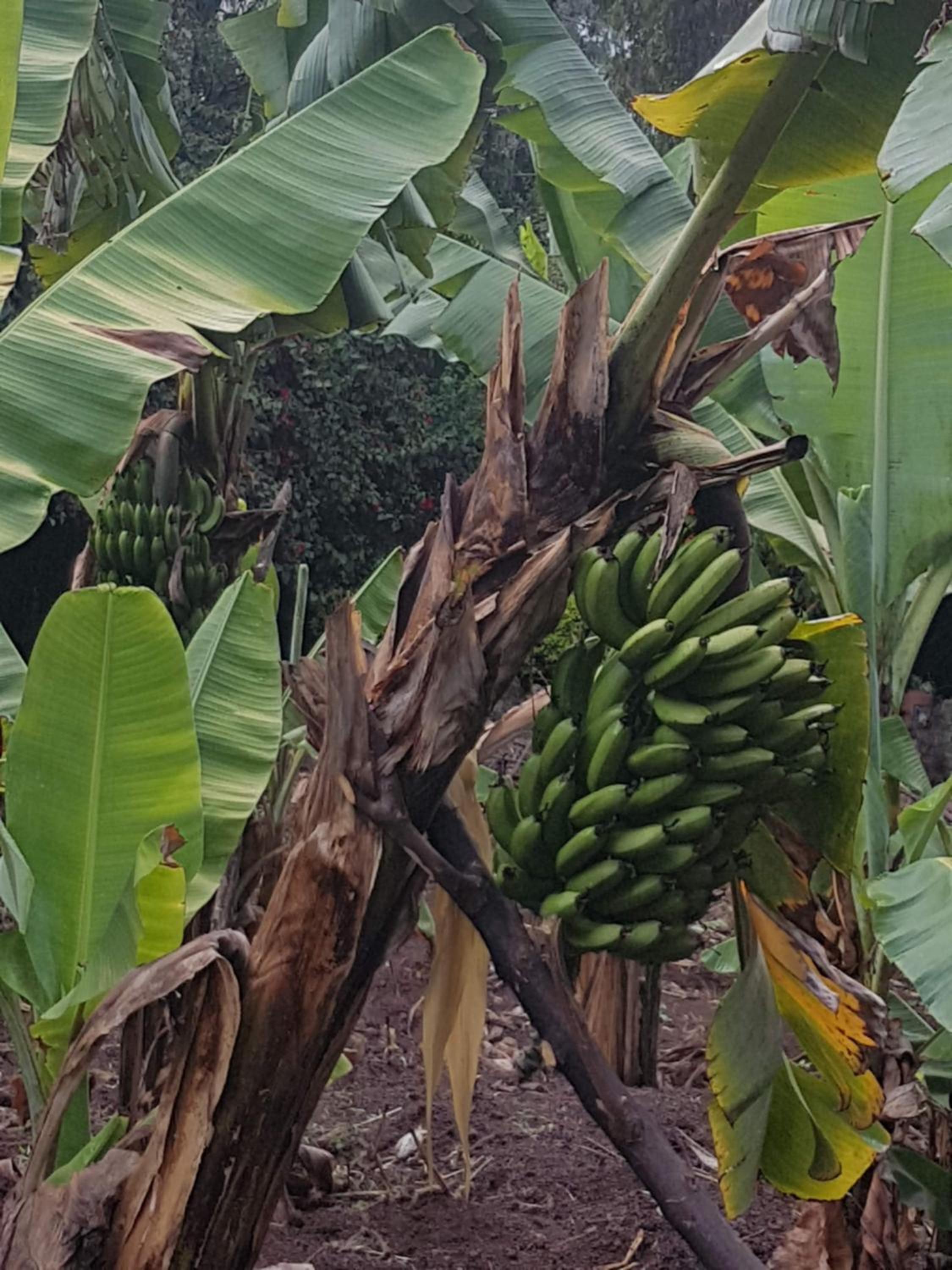 Karen Little Paradise, ECO Garden Hotel & Farm