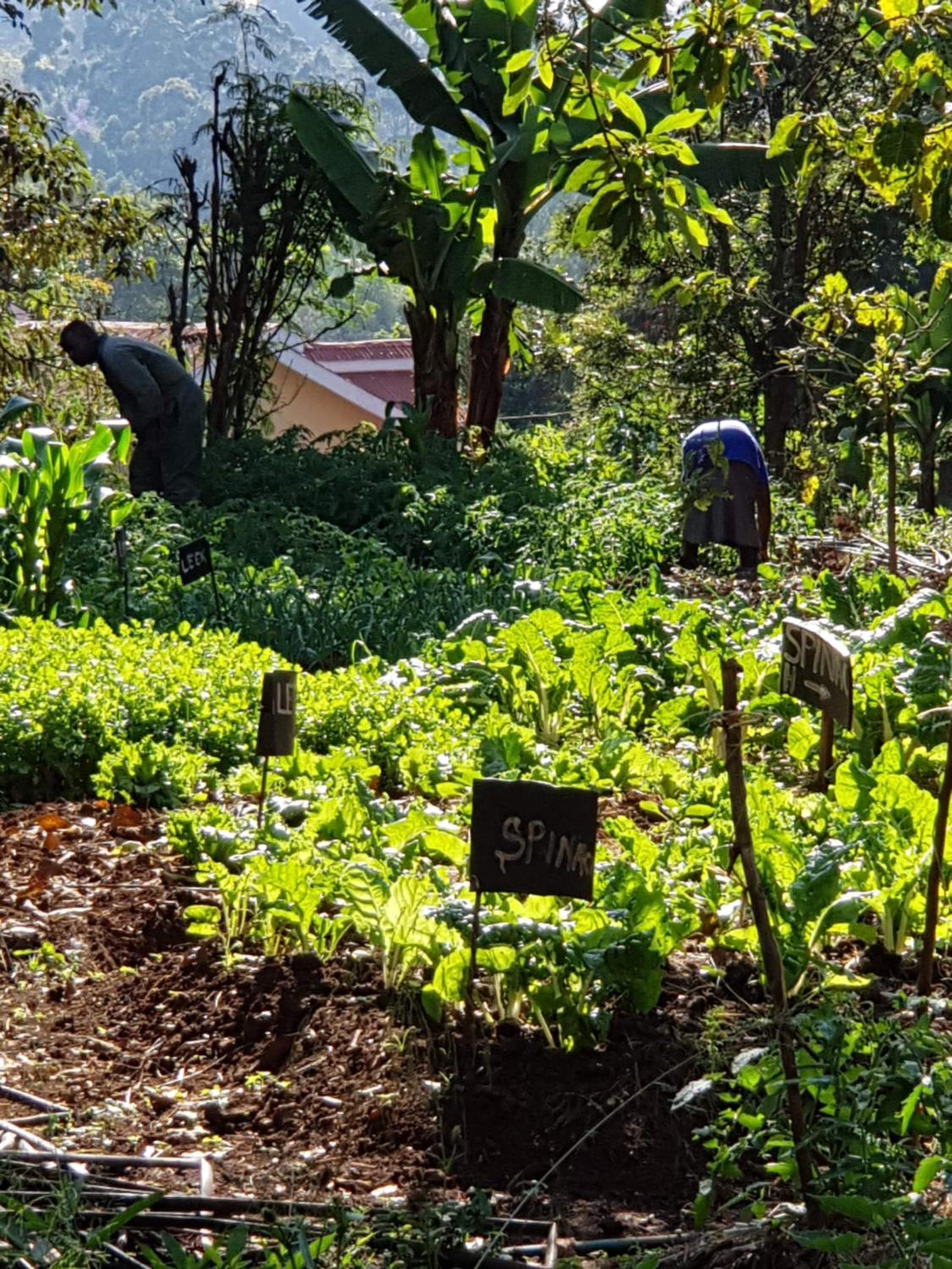 Karen Little Paradise, ECO Garden Hotel & Farm