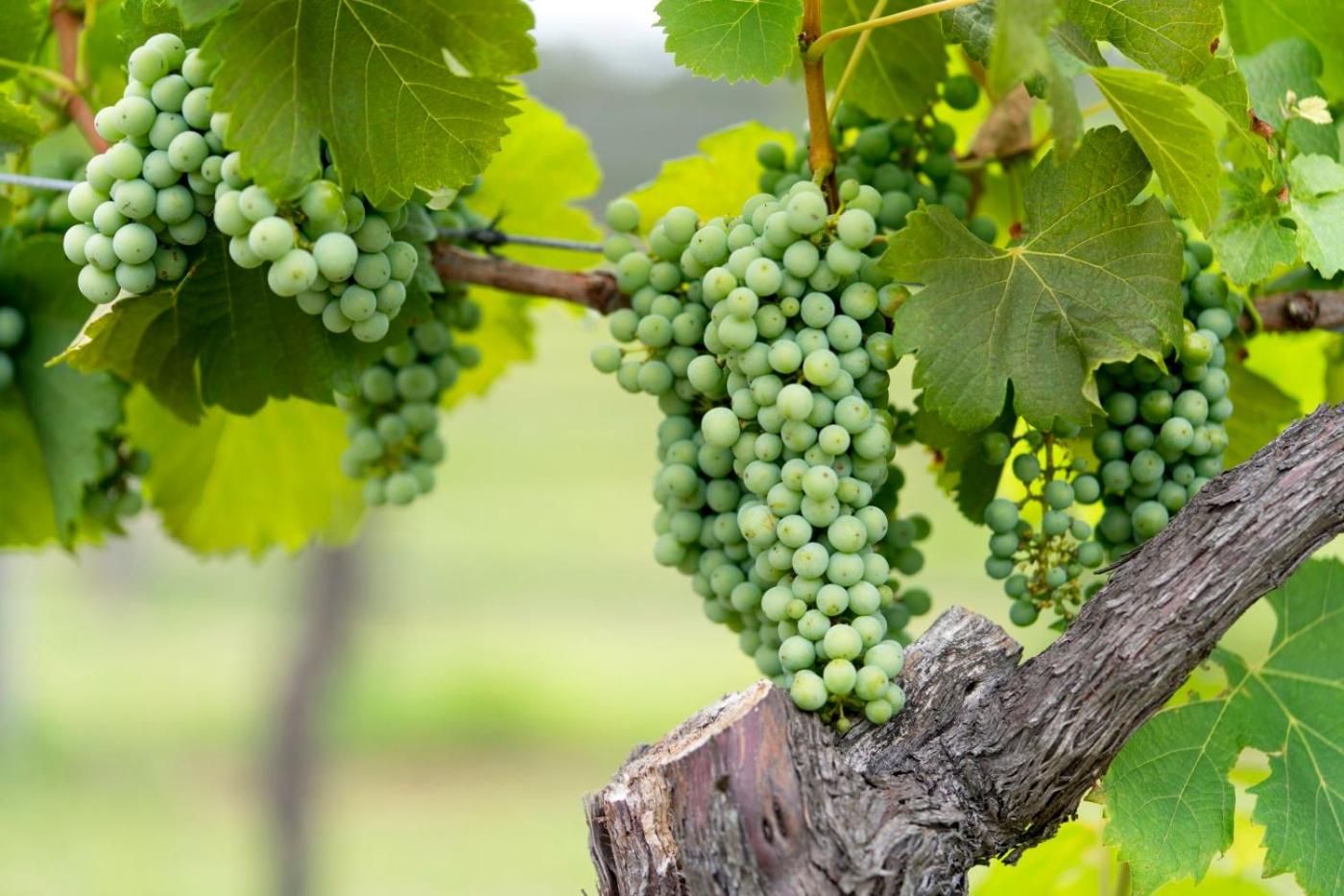 Thistle Hill Guesthouse - walk to many wineries and restaurants