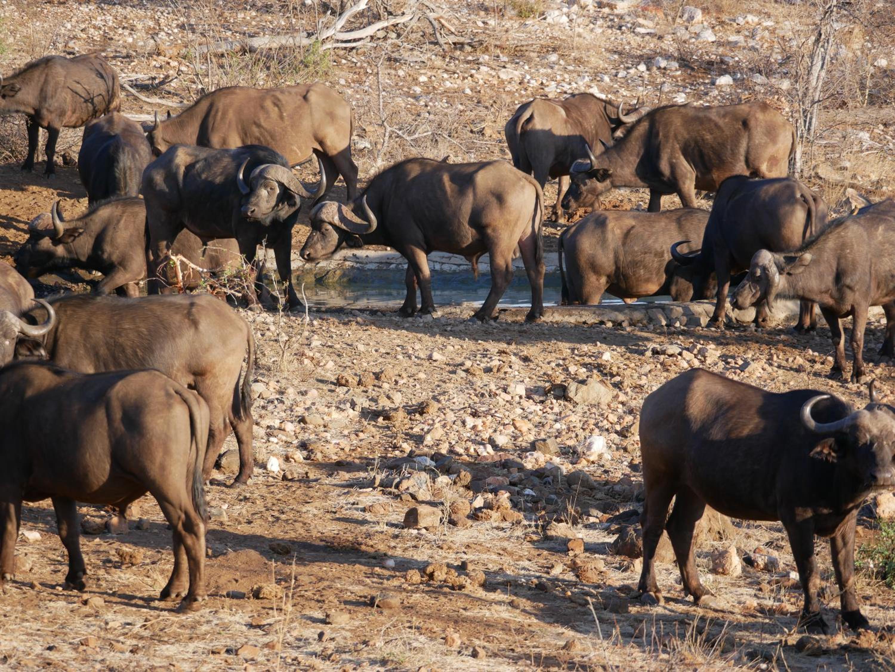 Mbizi Bush Lodge