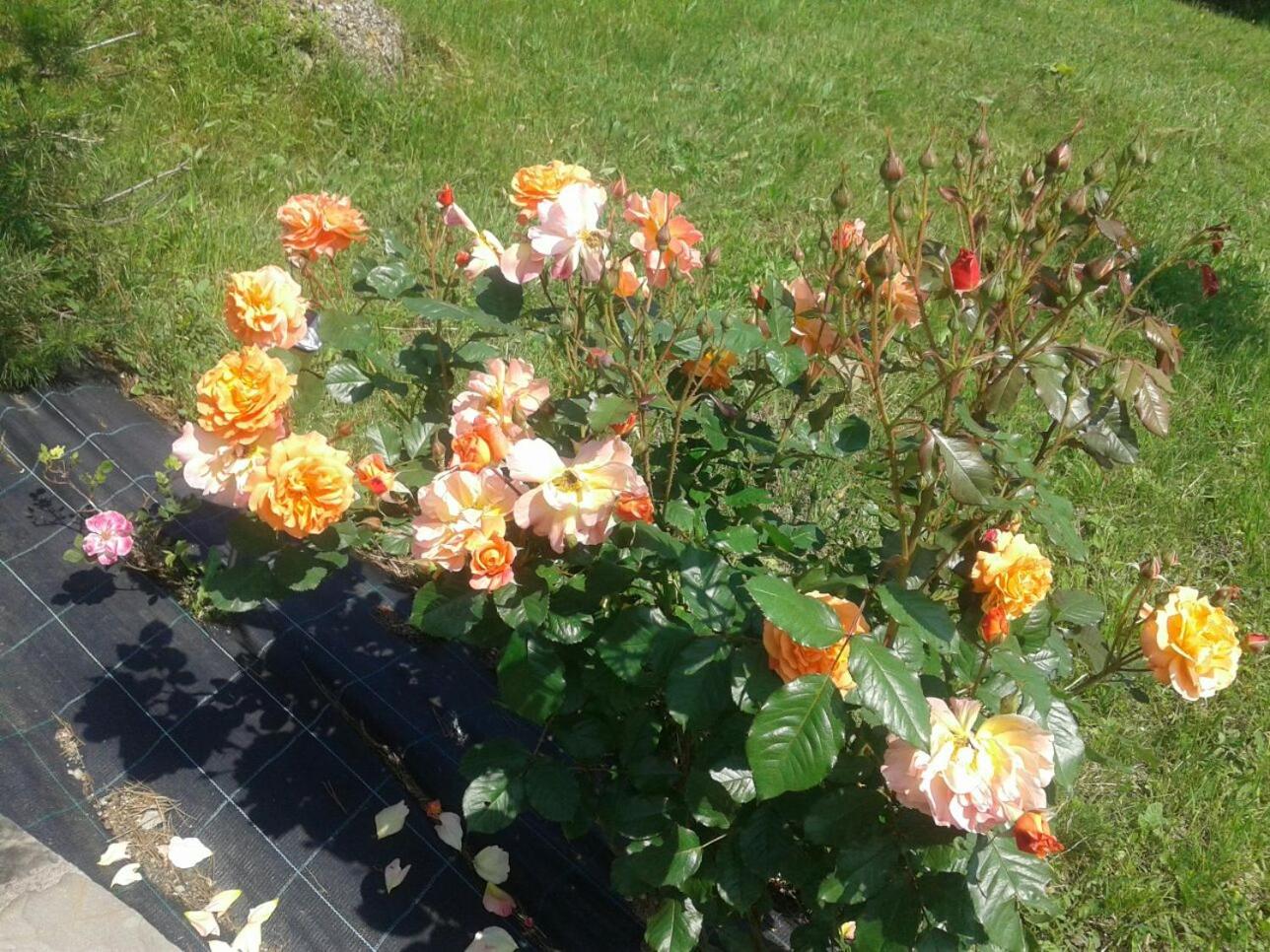 Photo 16
