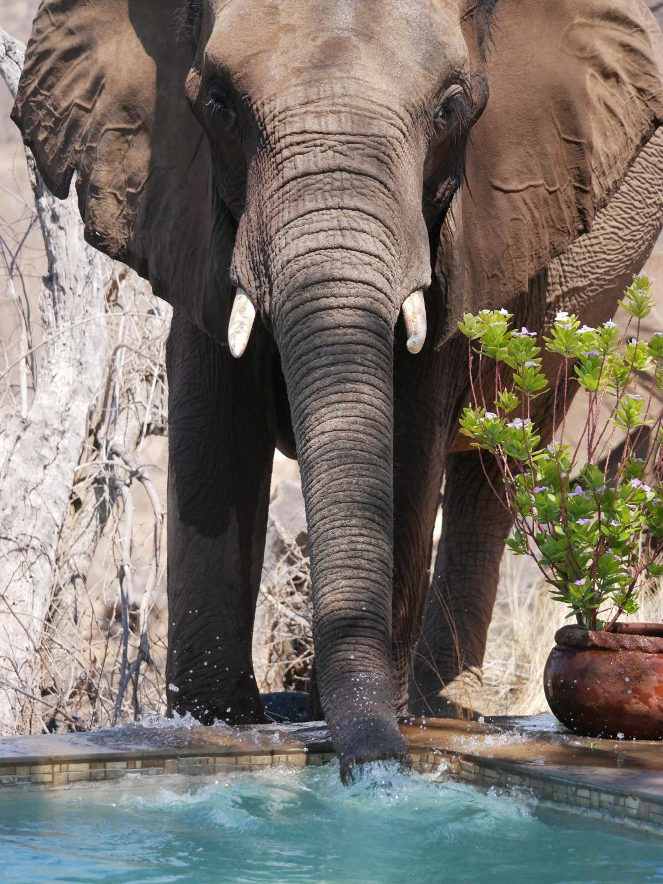 Mbizi Bush Lodge