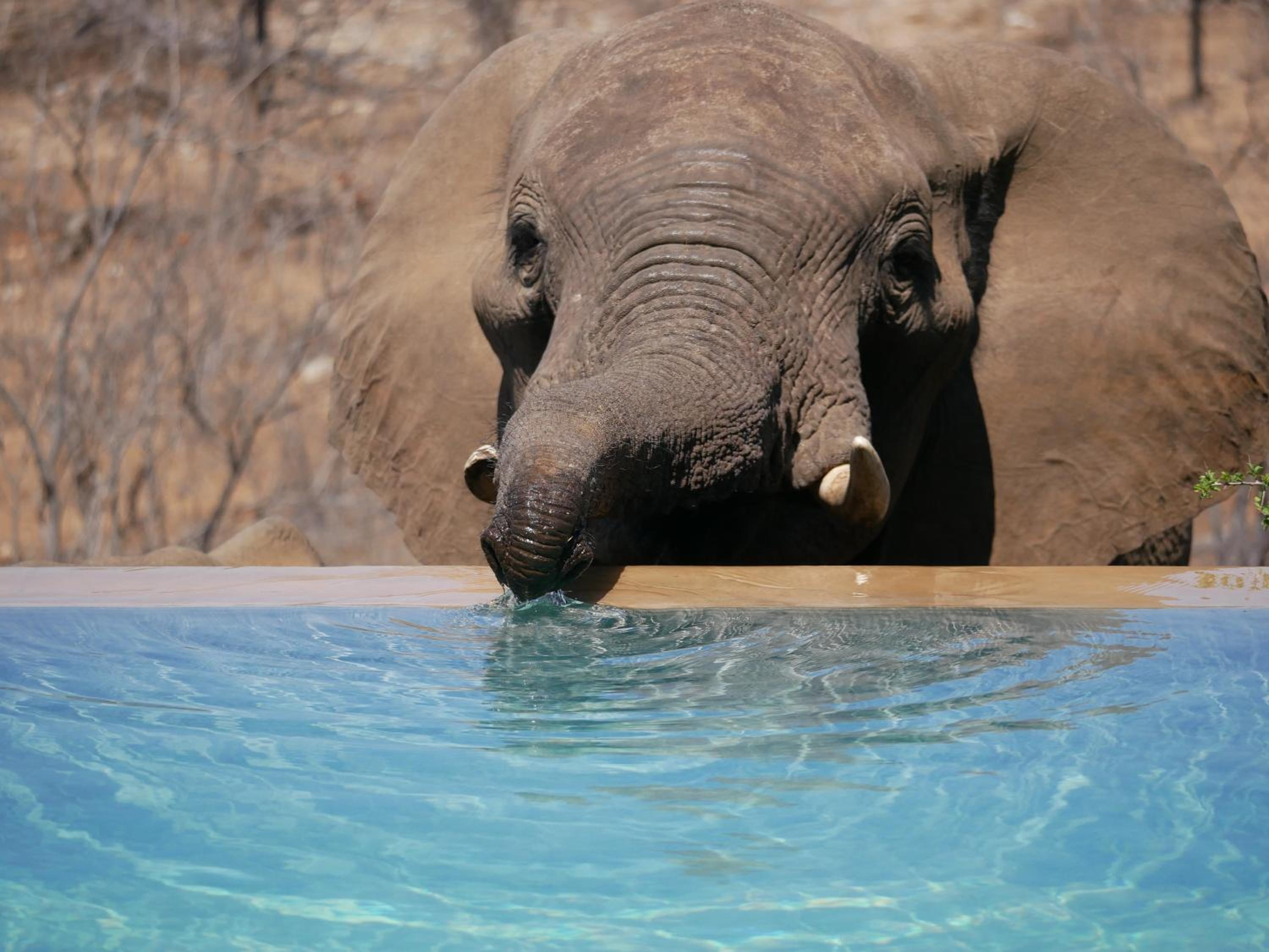 Mbizi Bush Lodge