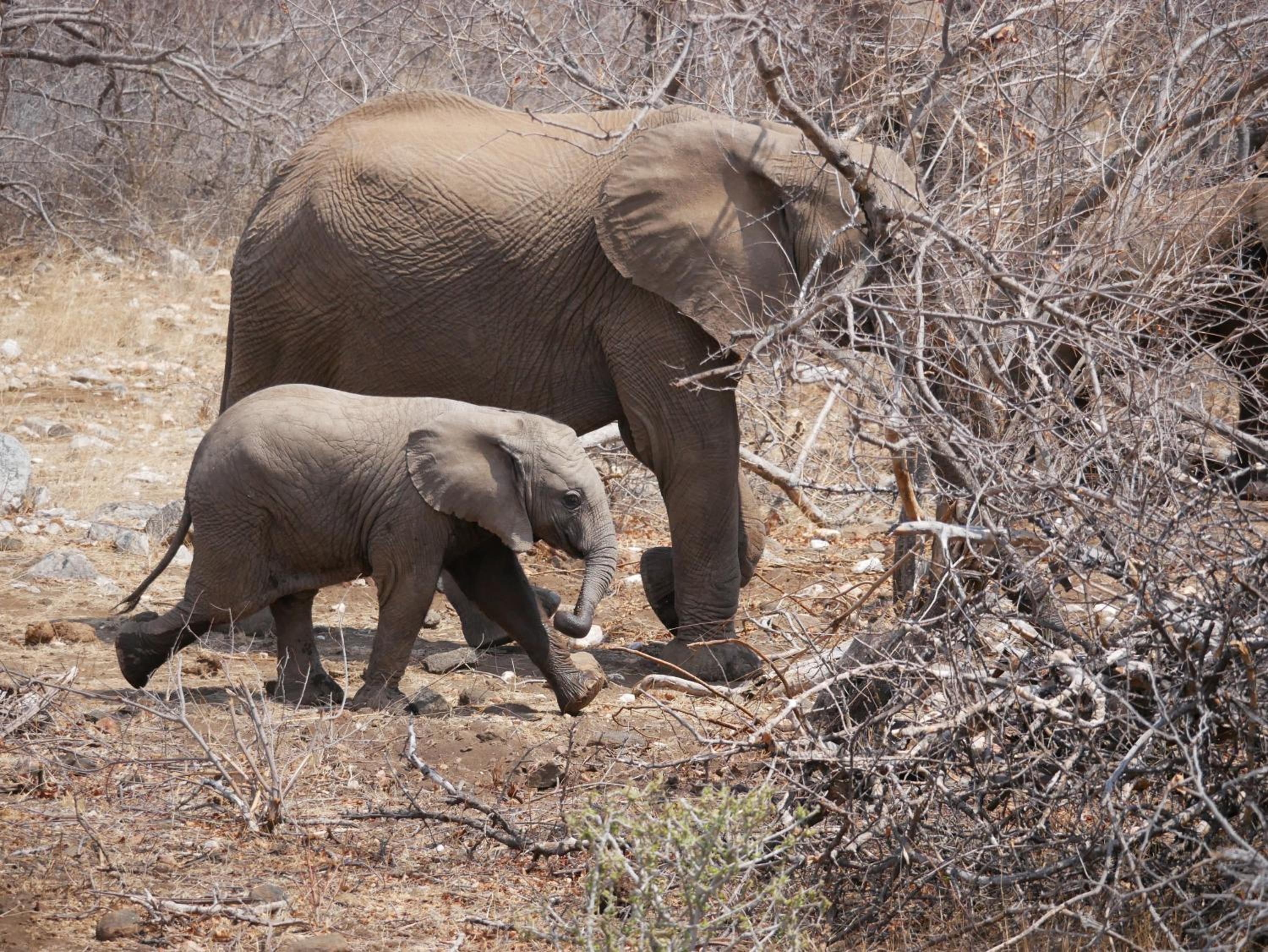 Mbizi Bush Lodge