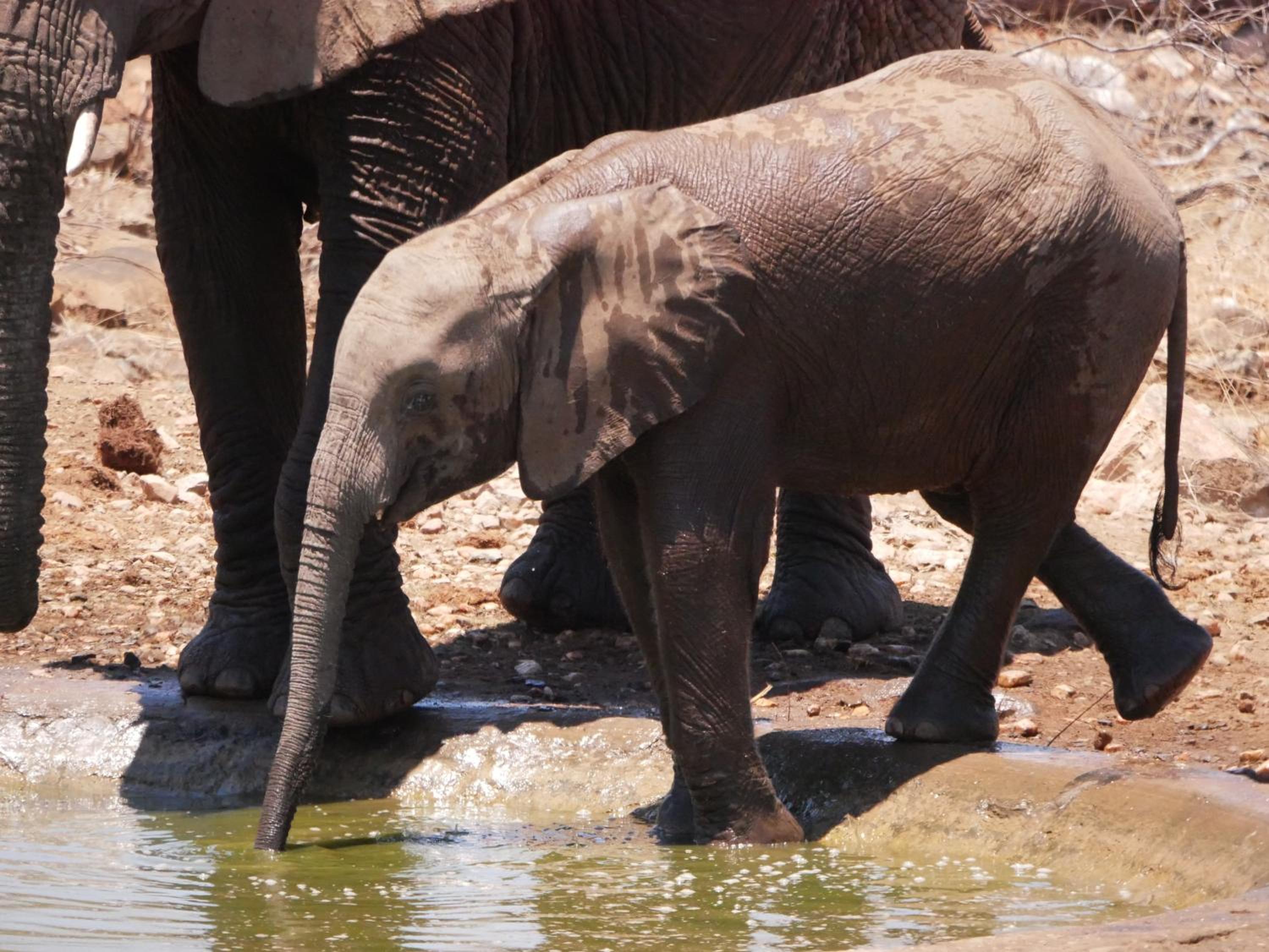 Mbizi Bush Lodge