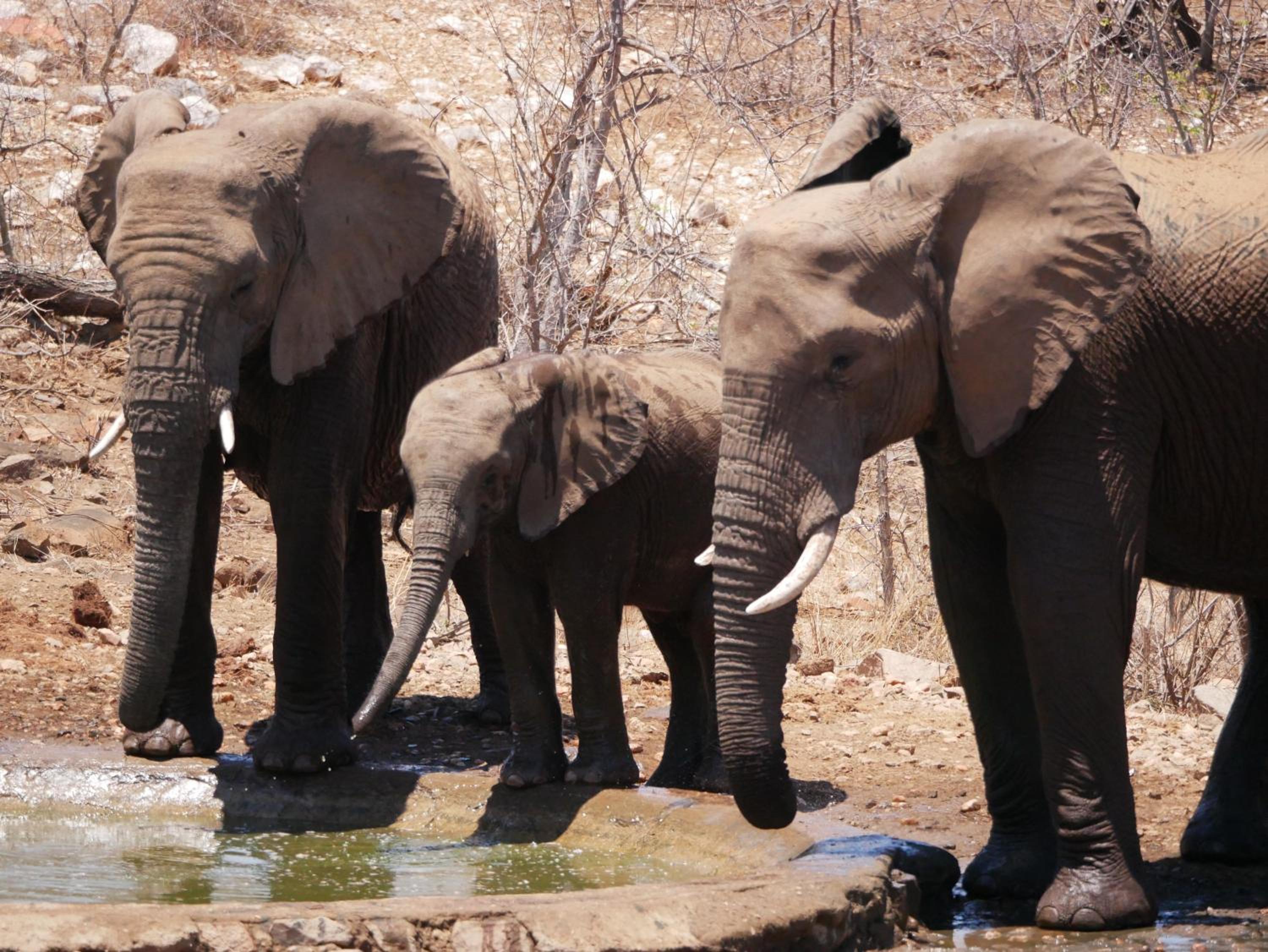 Mbizi Bush Lodge
