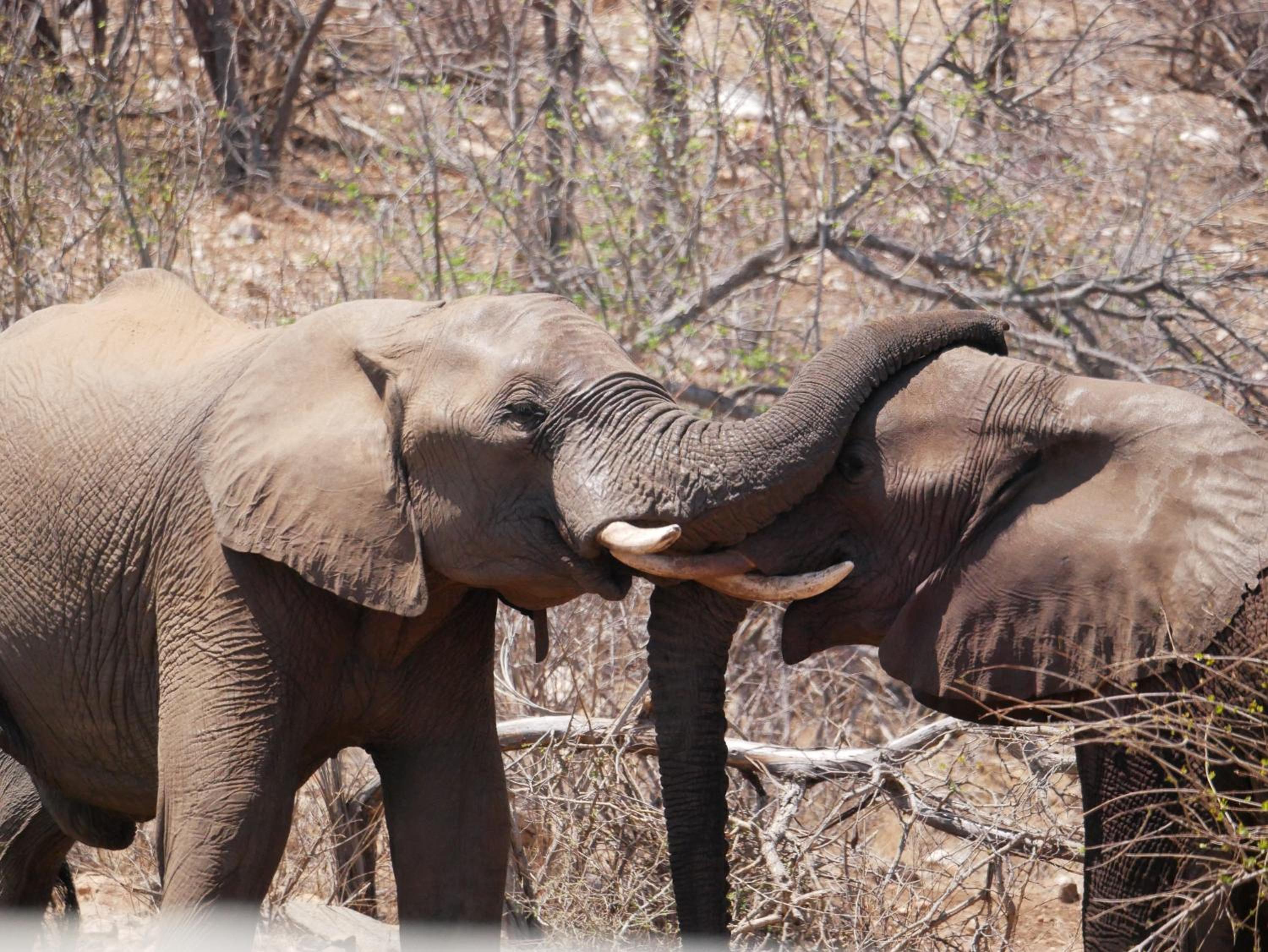 Mbizi Bush Lodge
