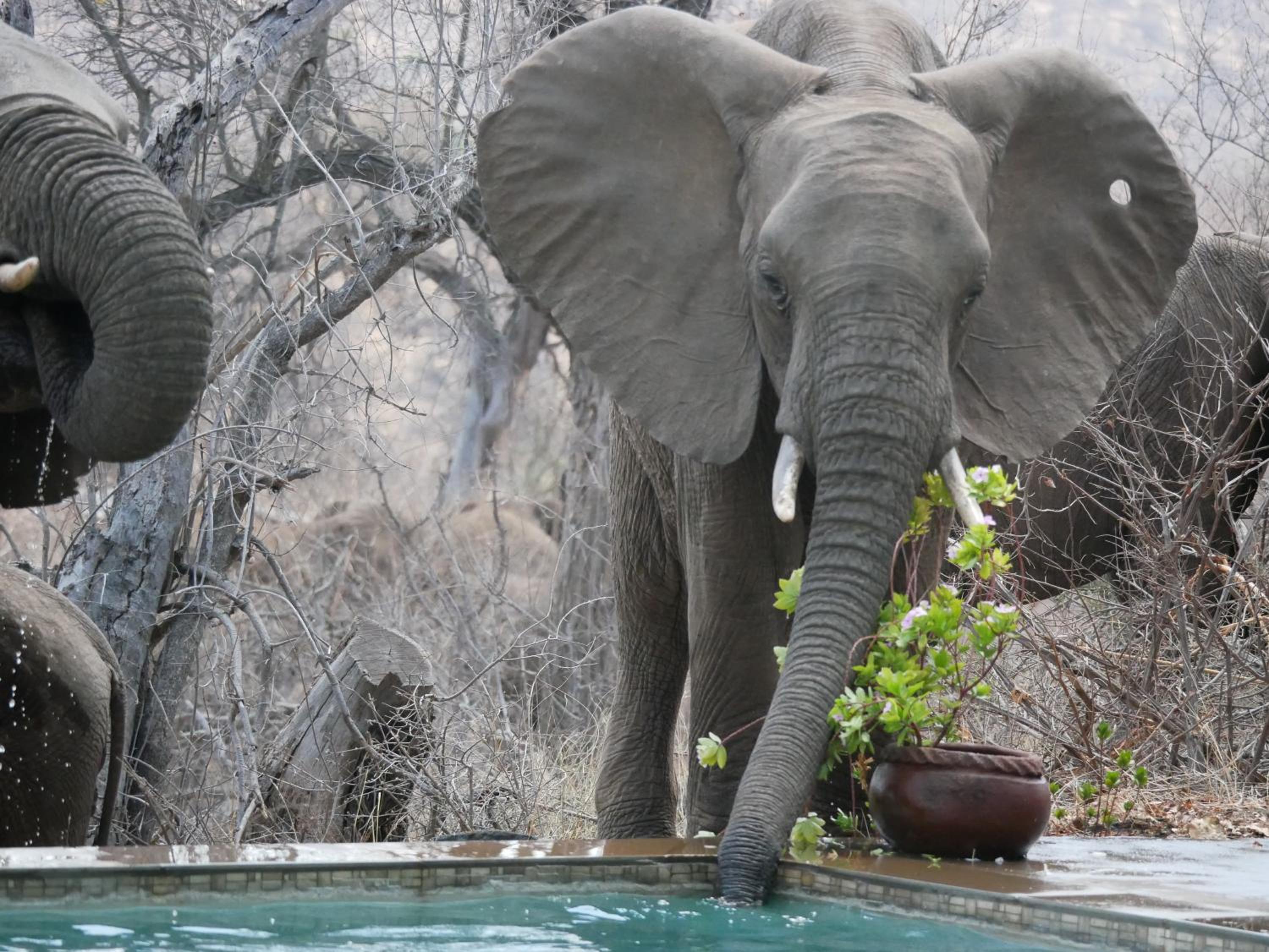 Mbizi Bush Lodge
