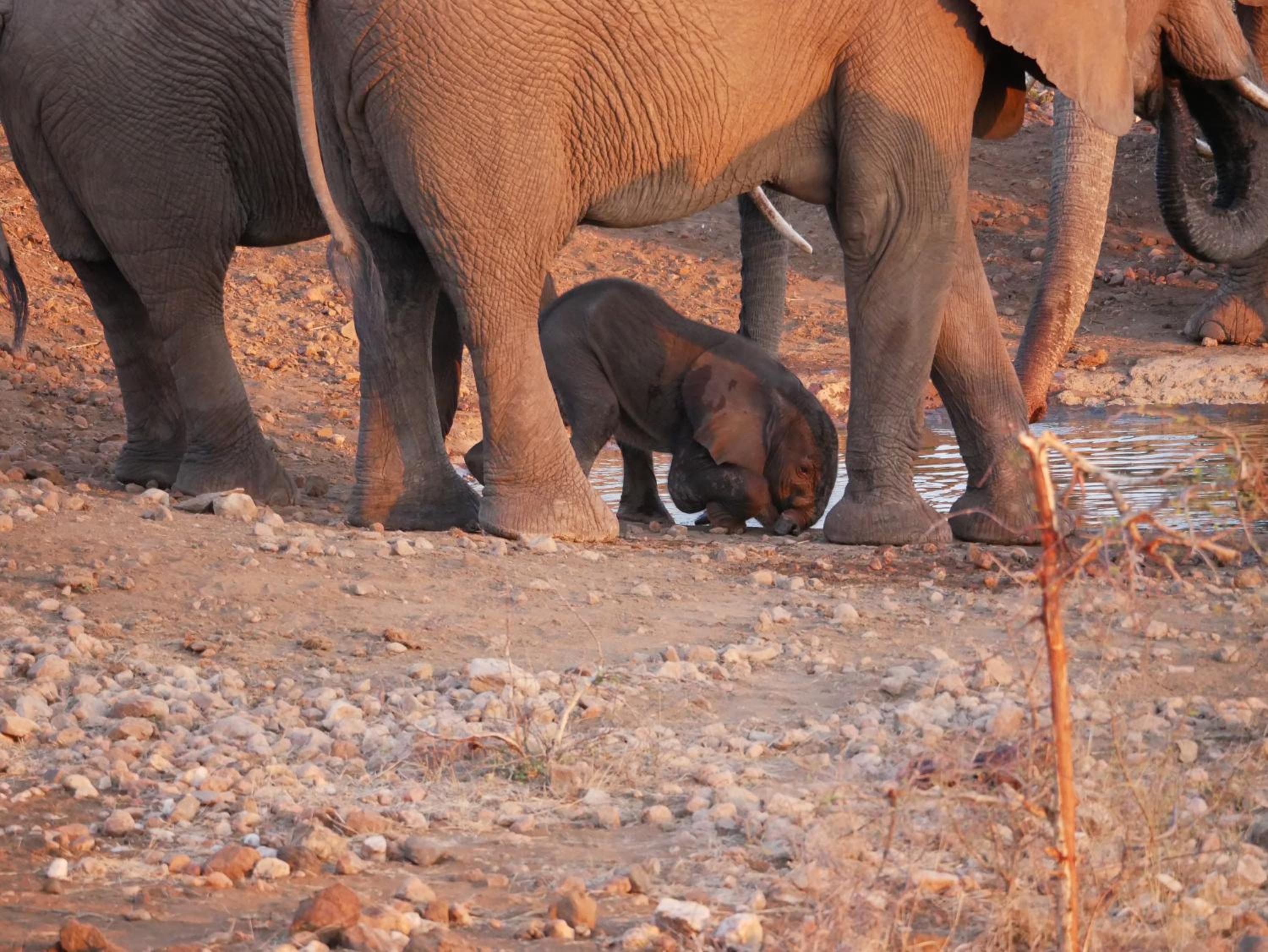 Mbizi Bush Lodge