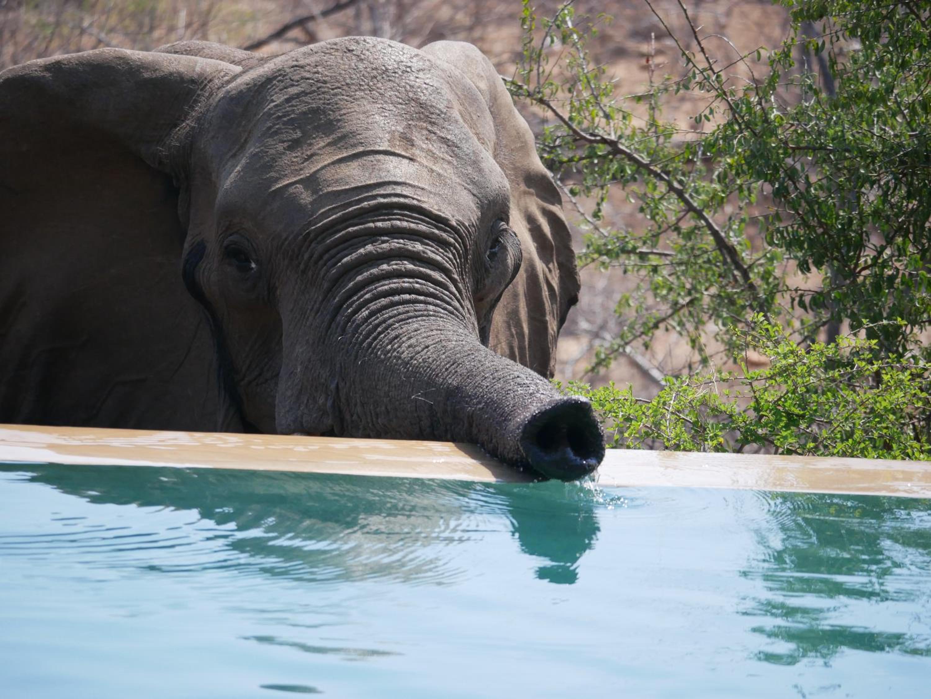 Mbizi Bush Lodge