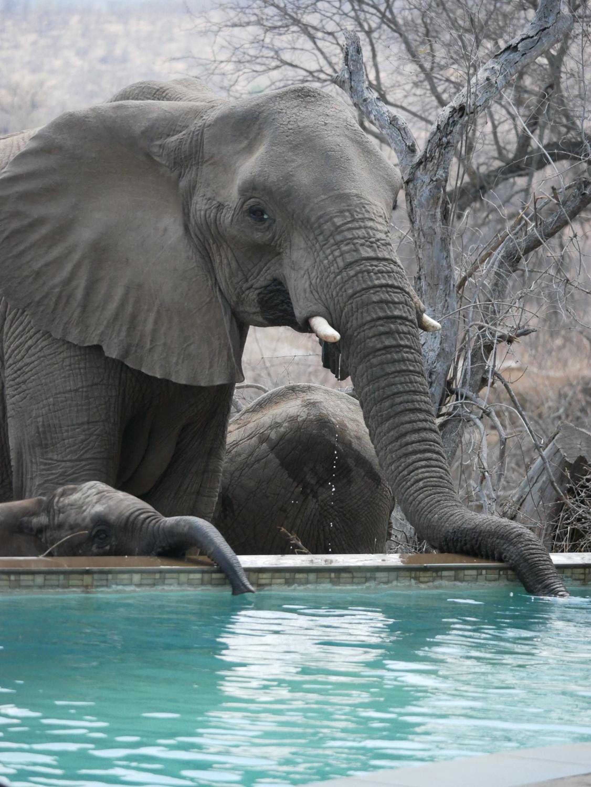 Mbizi Bush Lodge