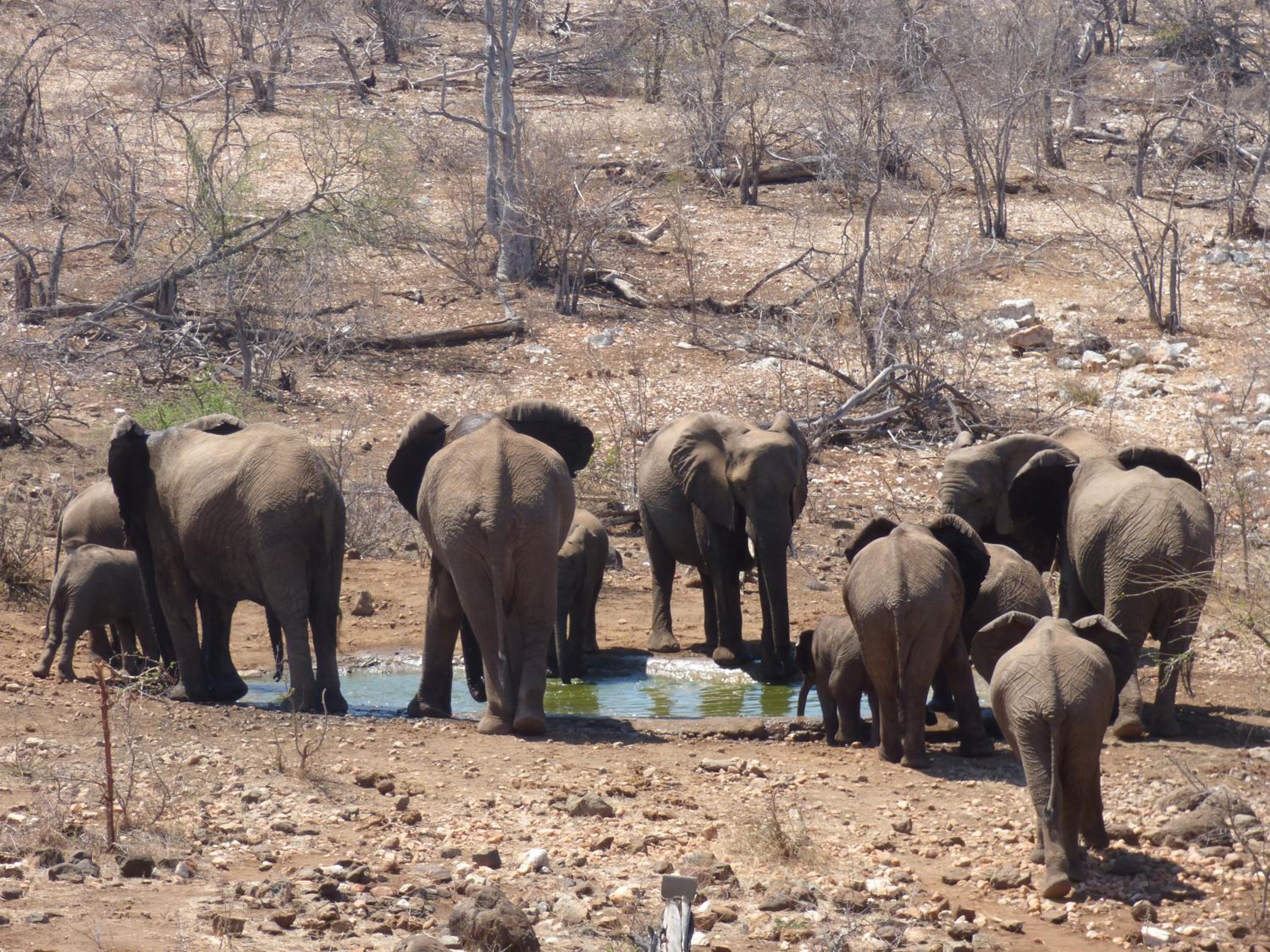 Mbizi Bush Lodge