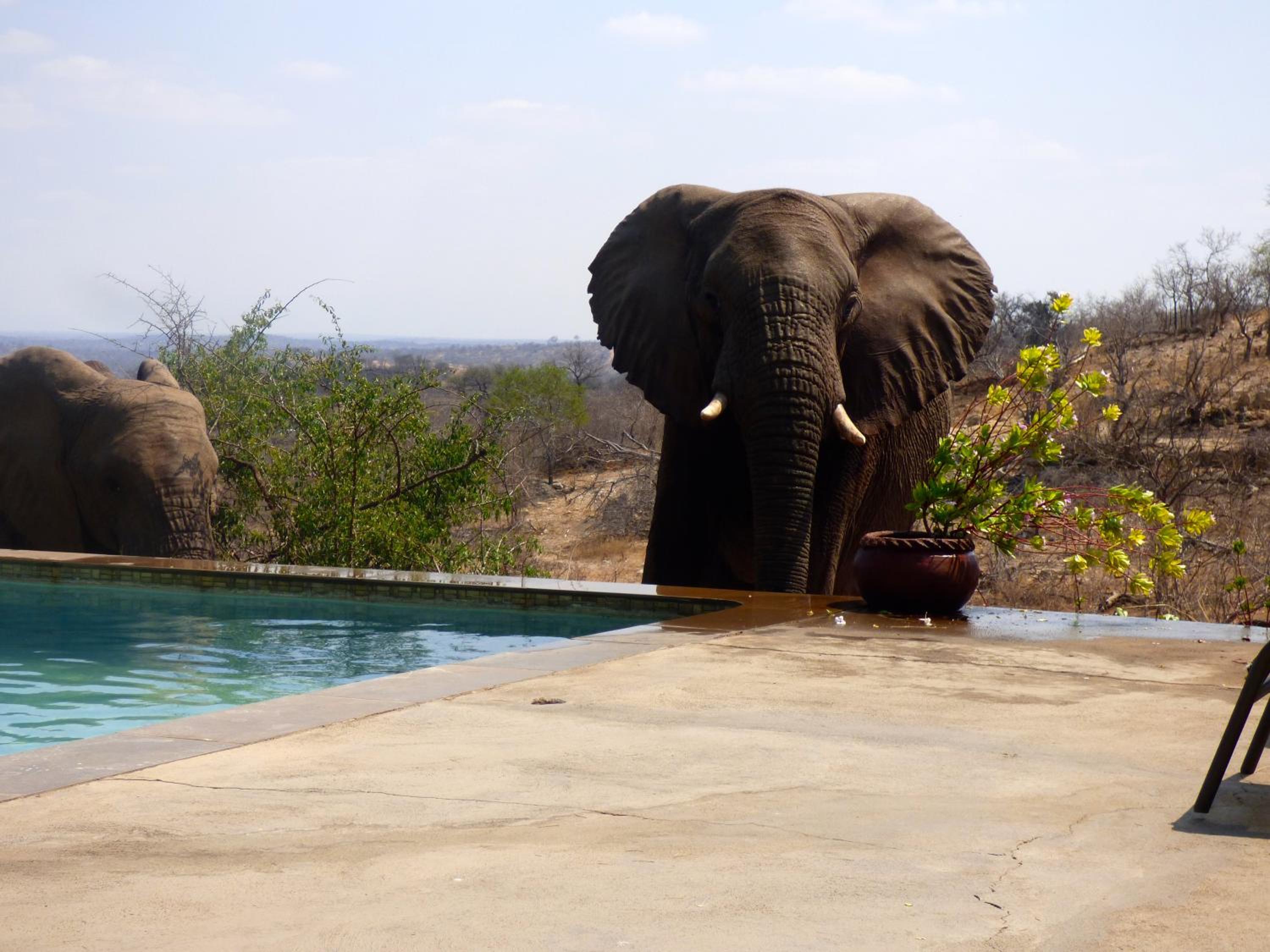 Mbizi Bush Lodge