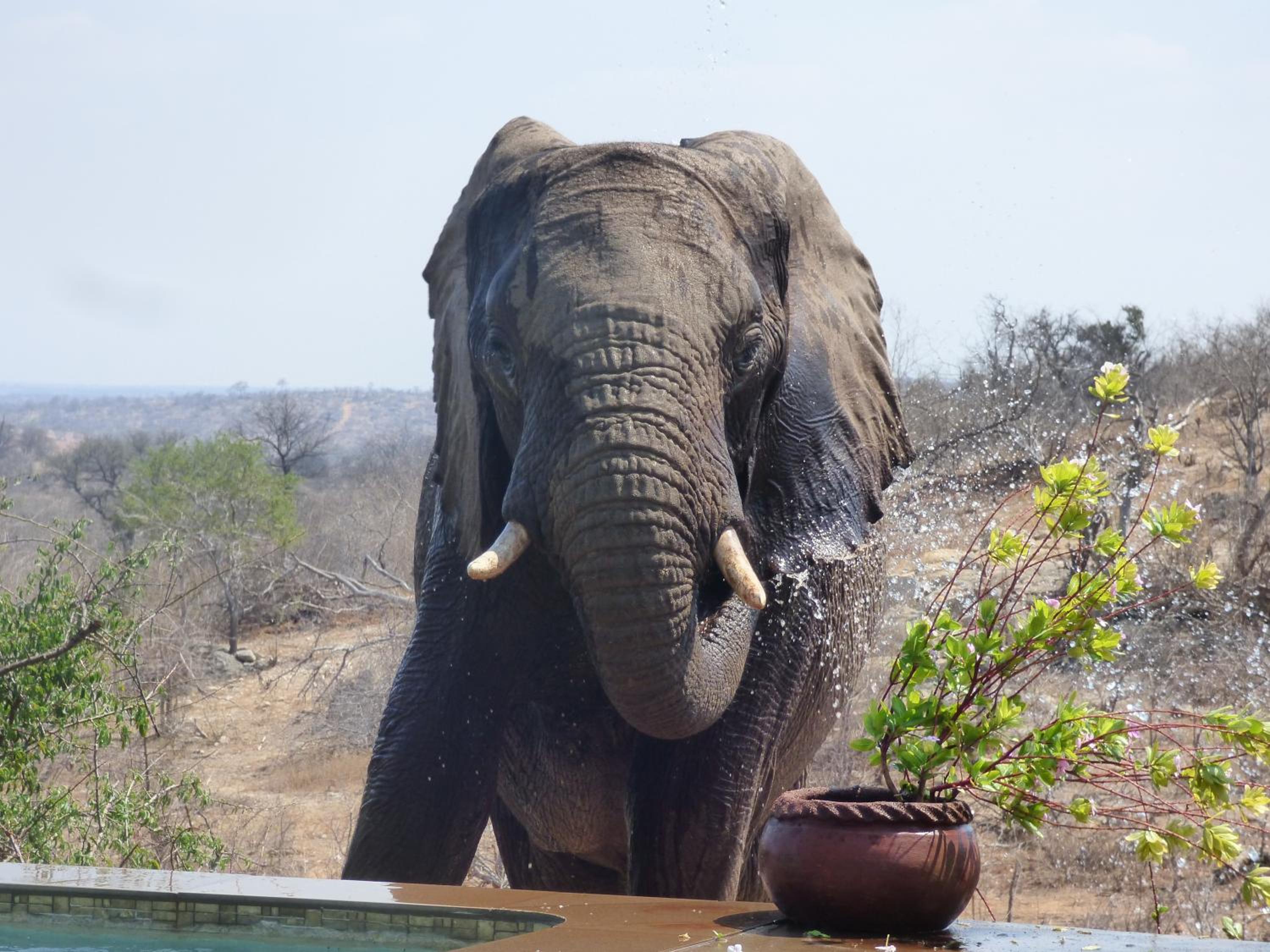 Mbizi Bush Lodge