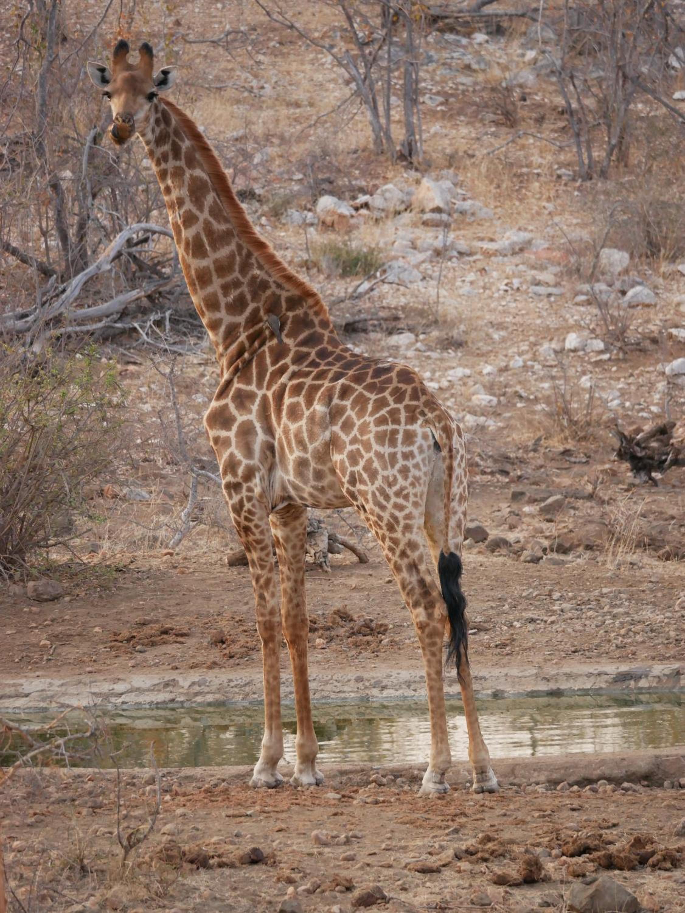 Mbizi Bush Lodge