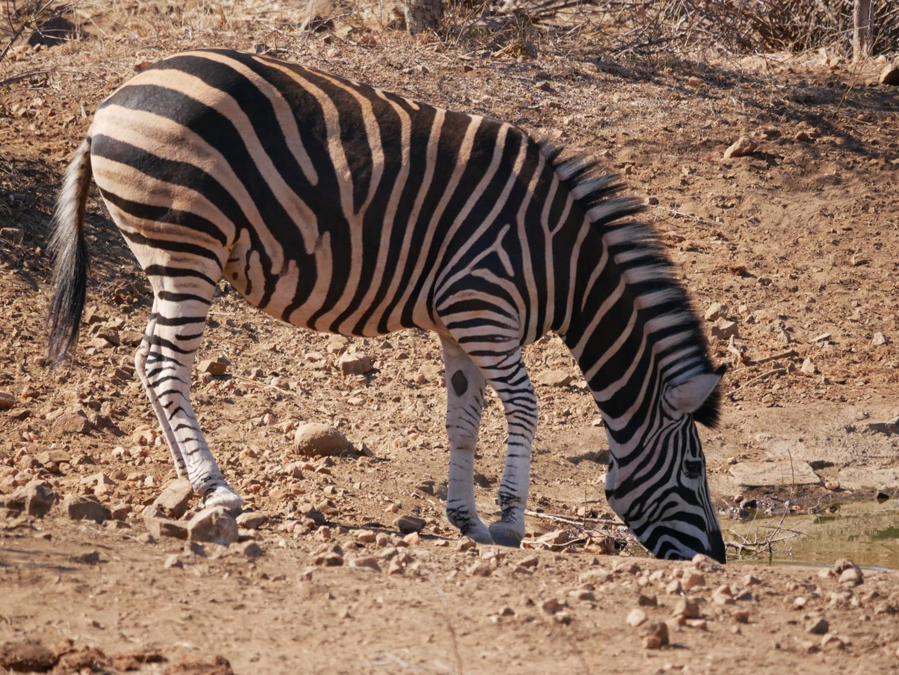 Mbizi Bush Lodge