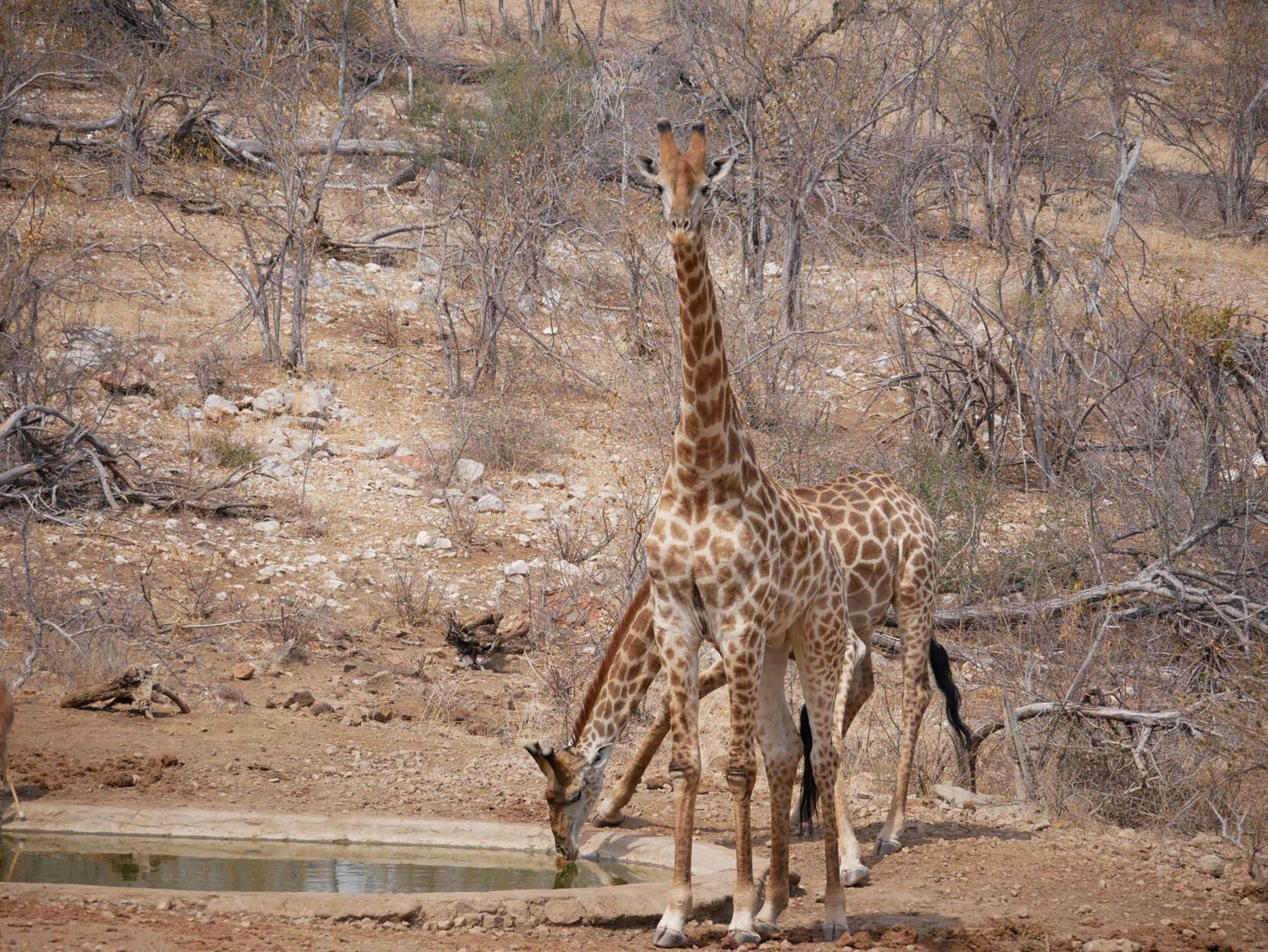 Mbizi Bush Lodge