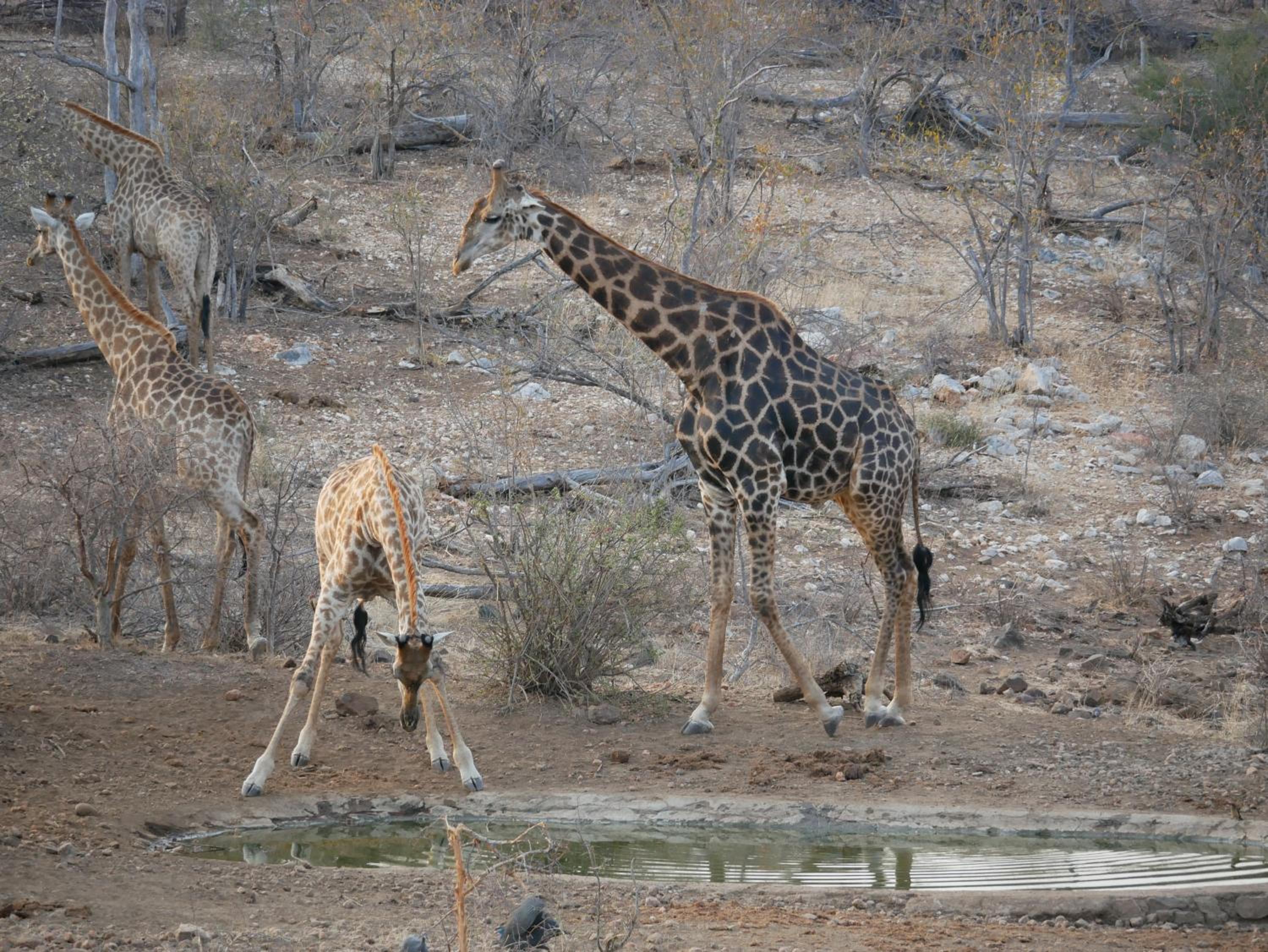 Mbizi Bush Lodge
