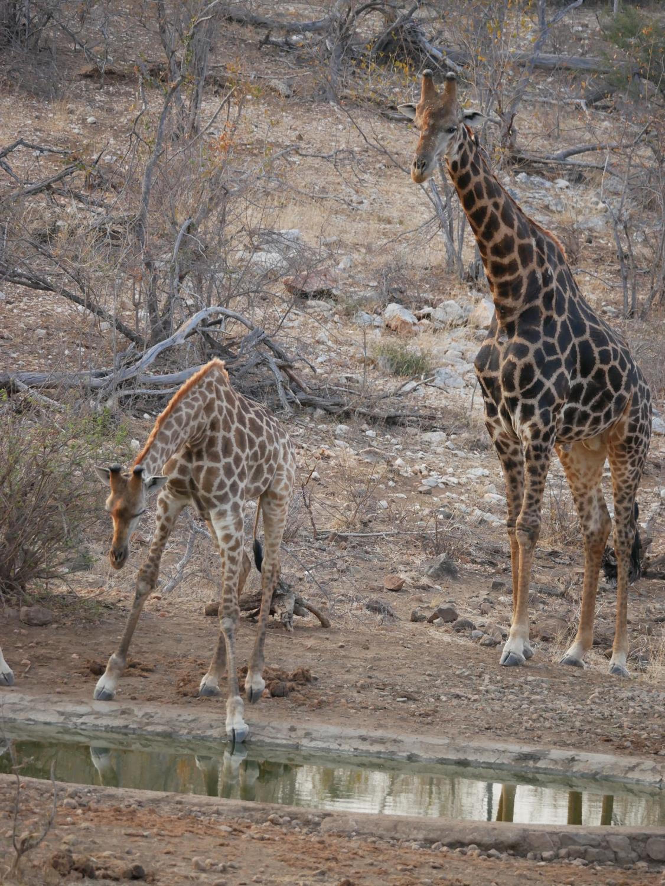 Mbizi Bush Lodge