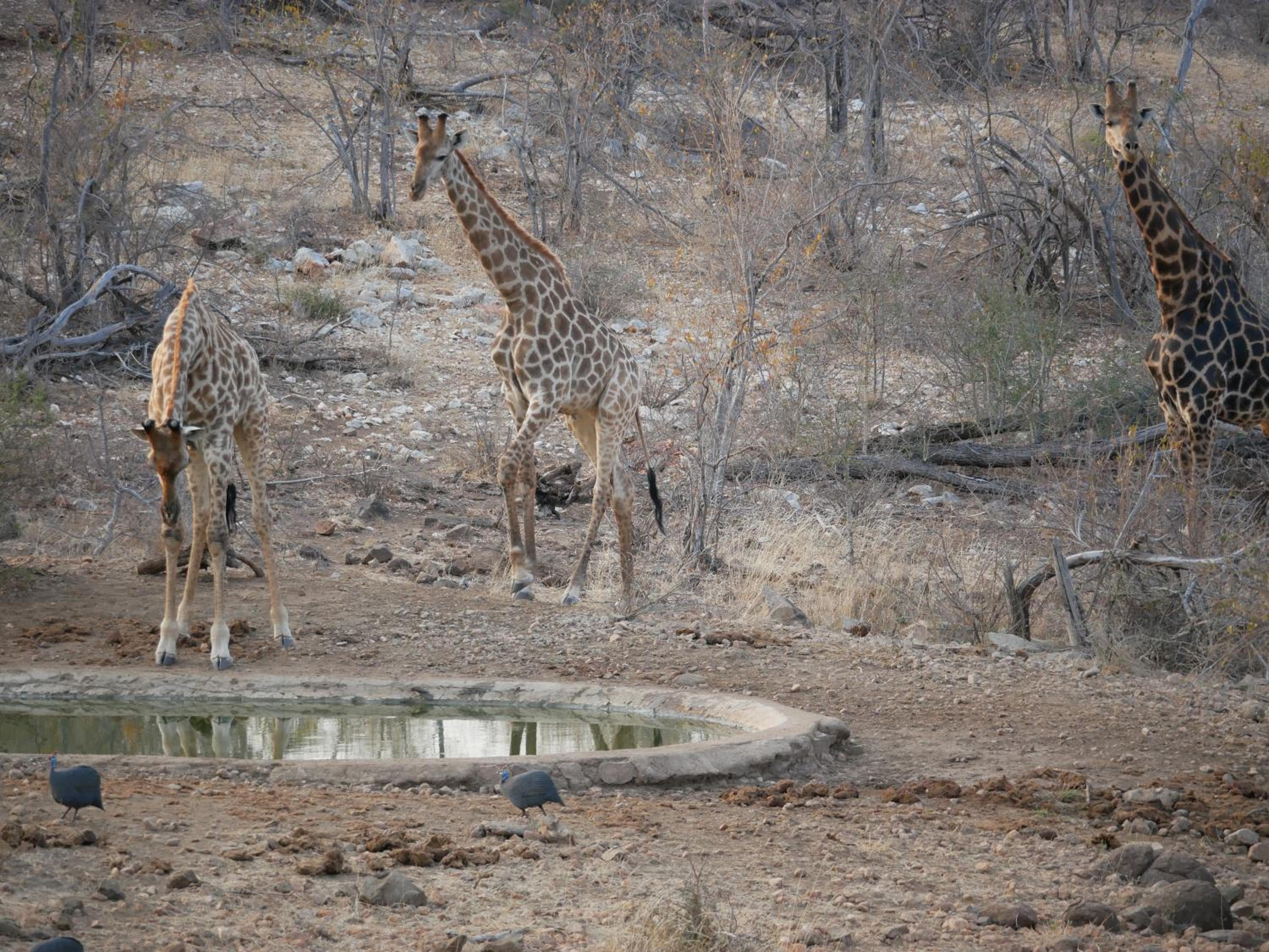 Mbizi Bush Lodge
