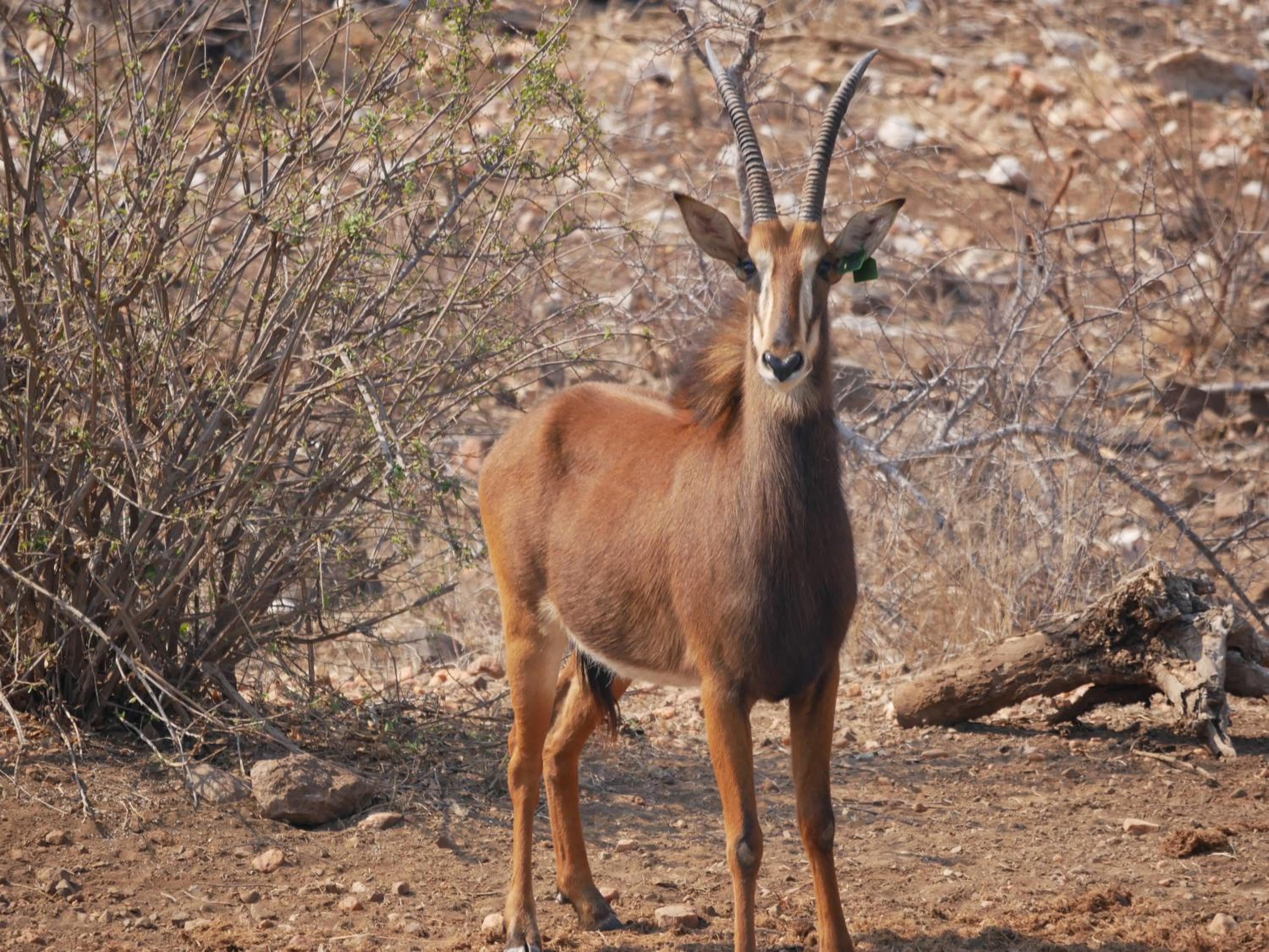 Mbizi Bush Lodge