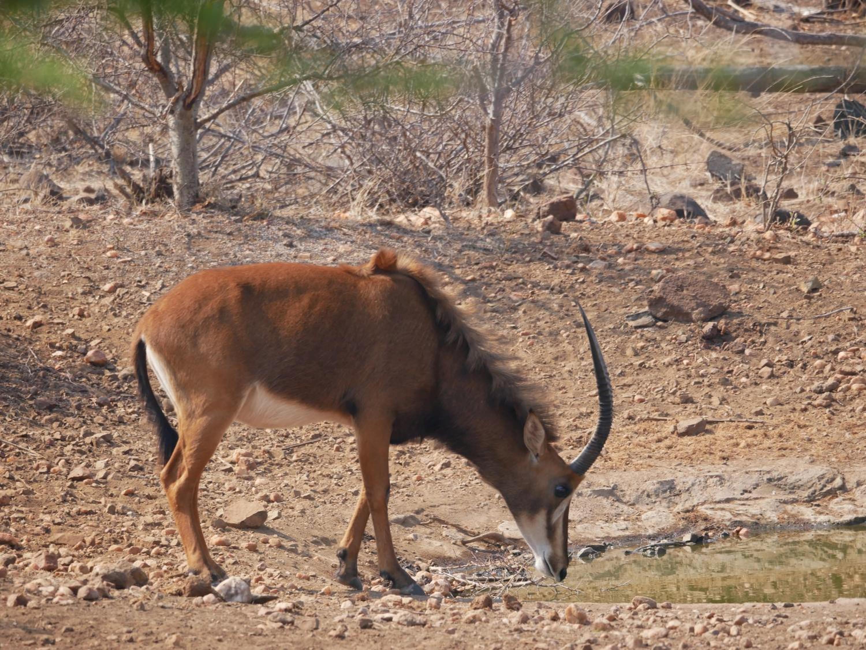 Mbizi Bush Lodge