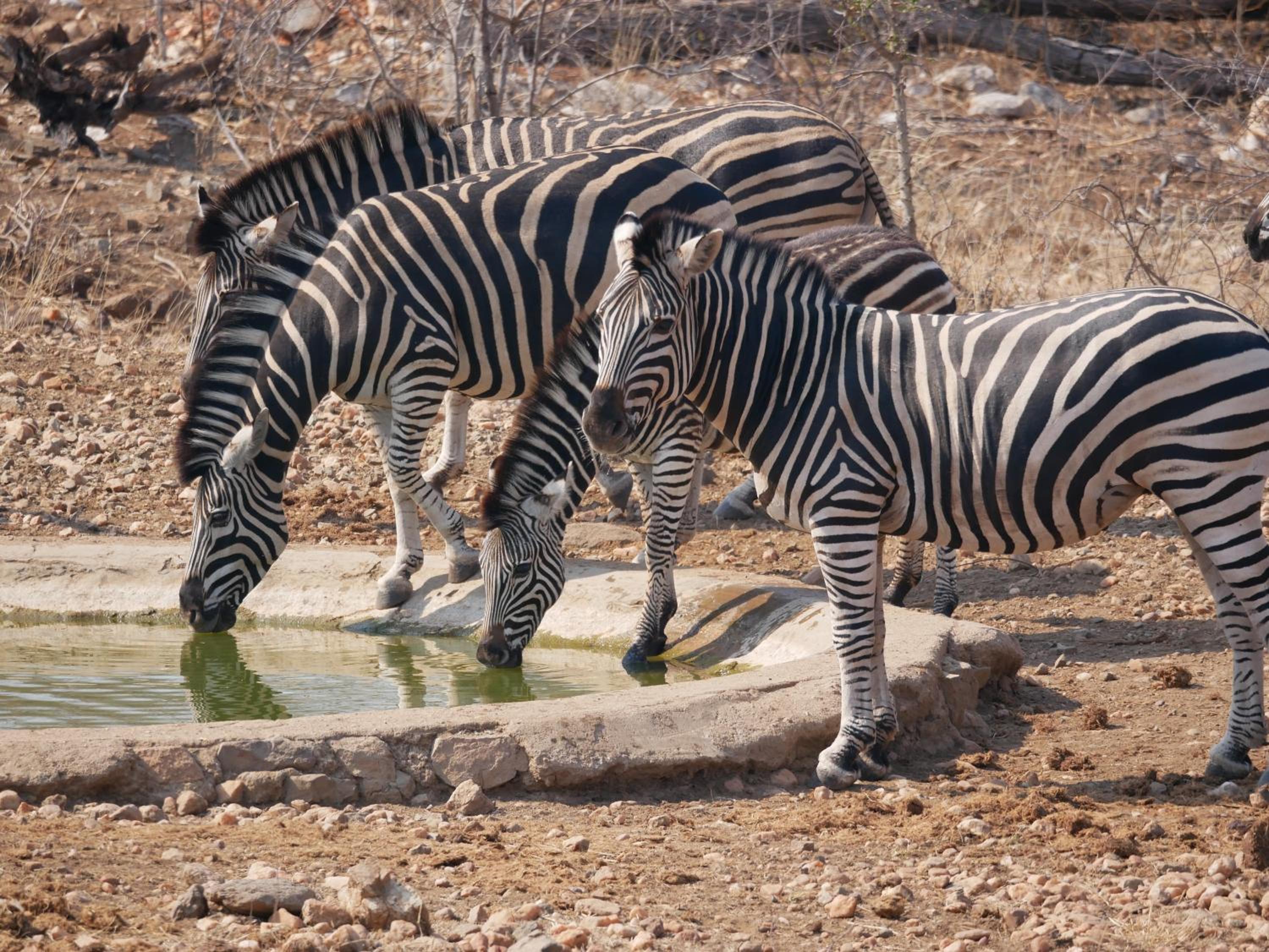 Mbizi Bush Lodge