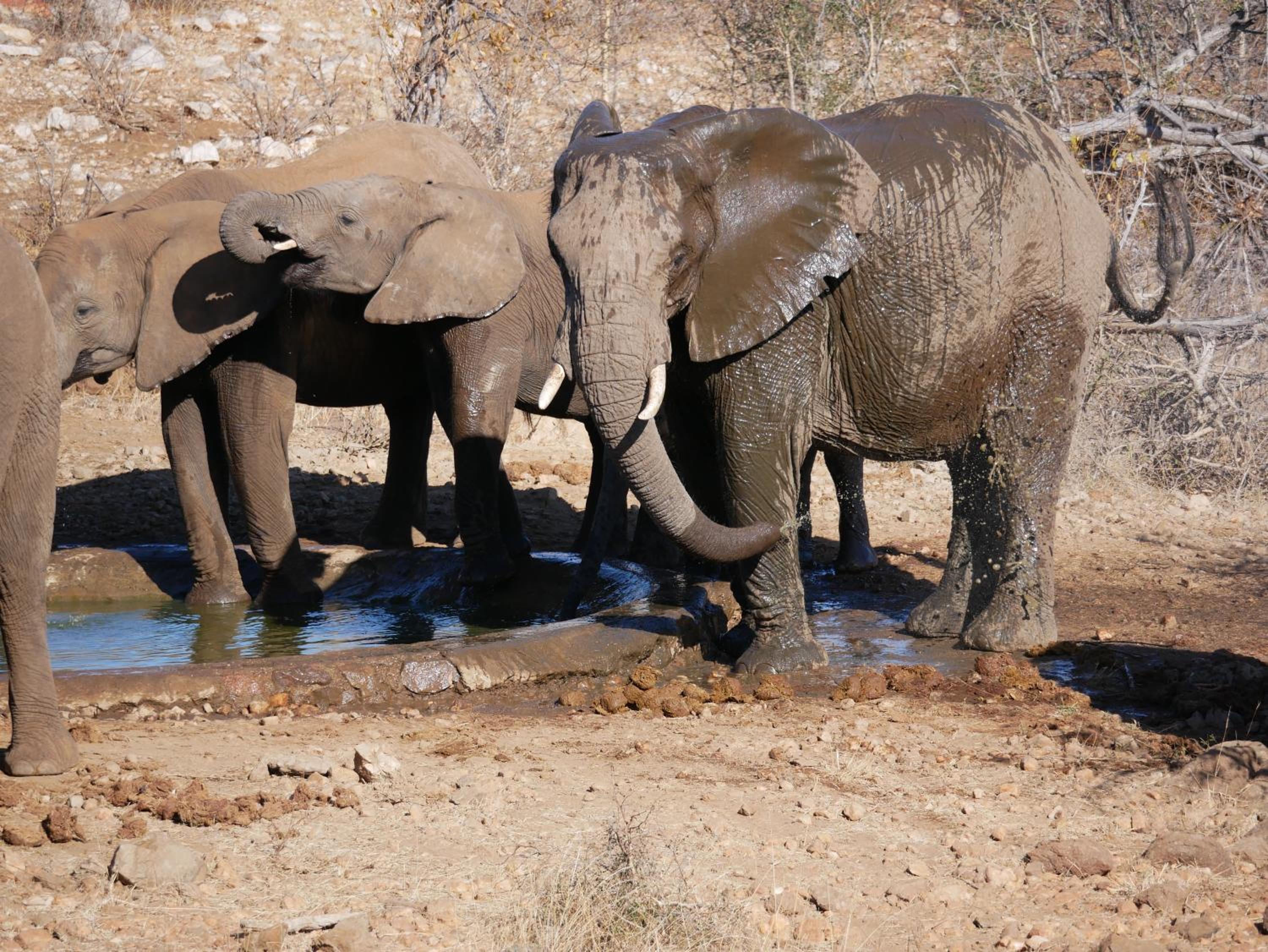 Mbizi Bush Lodge