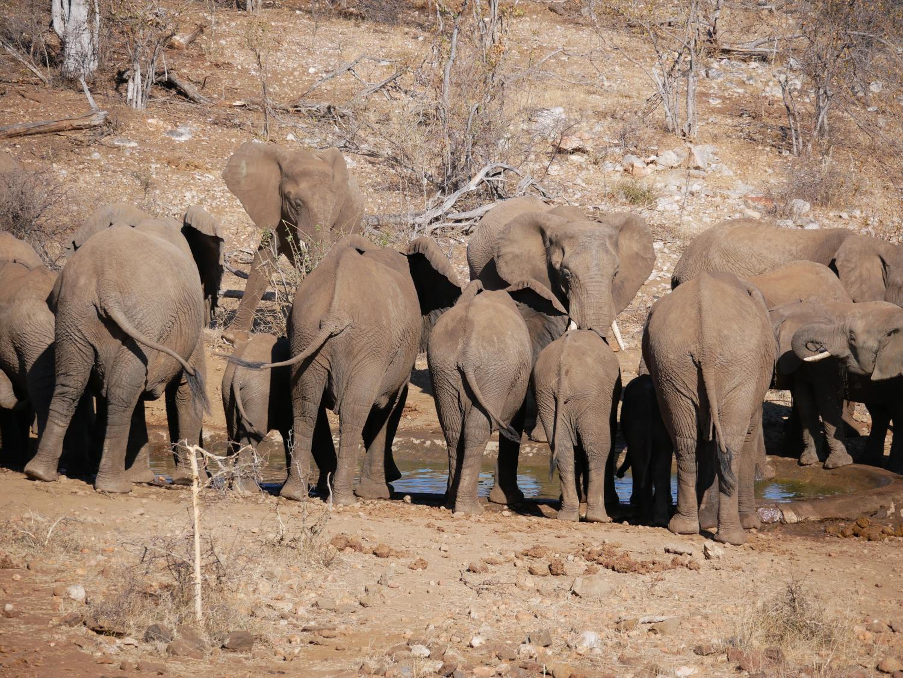 Mbizi Bush Lodge