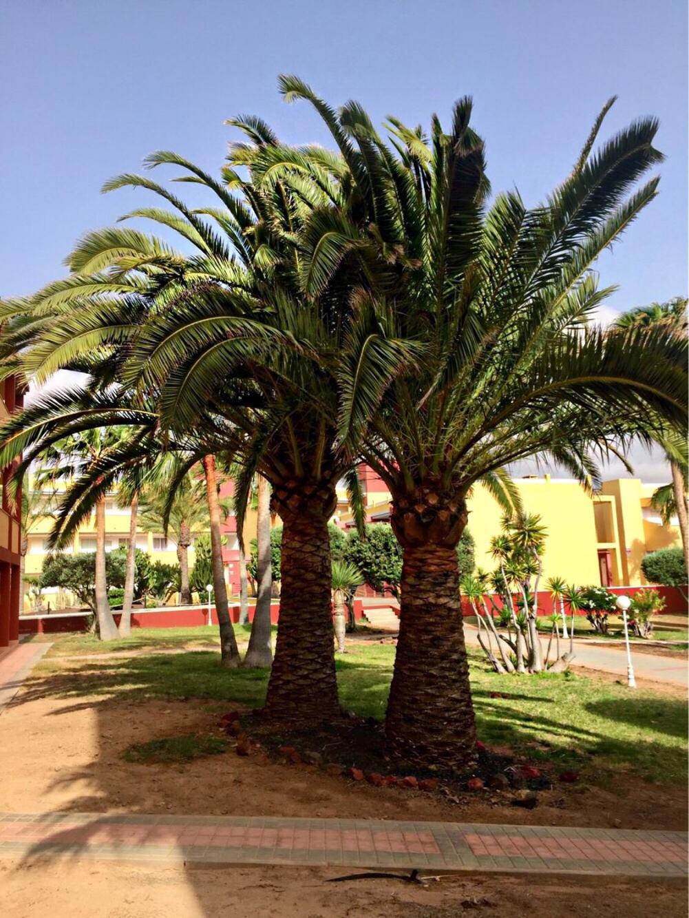 Fuerteventura - La Caleta, Parques Holandes view 5
