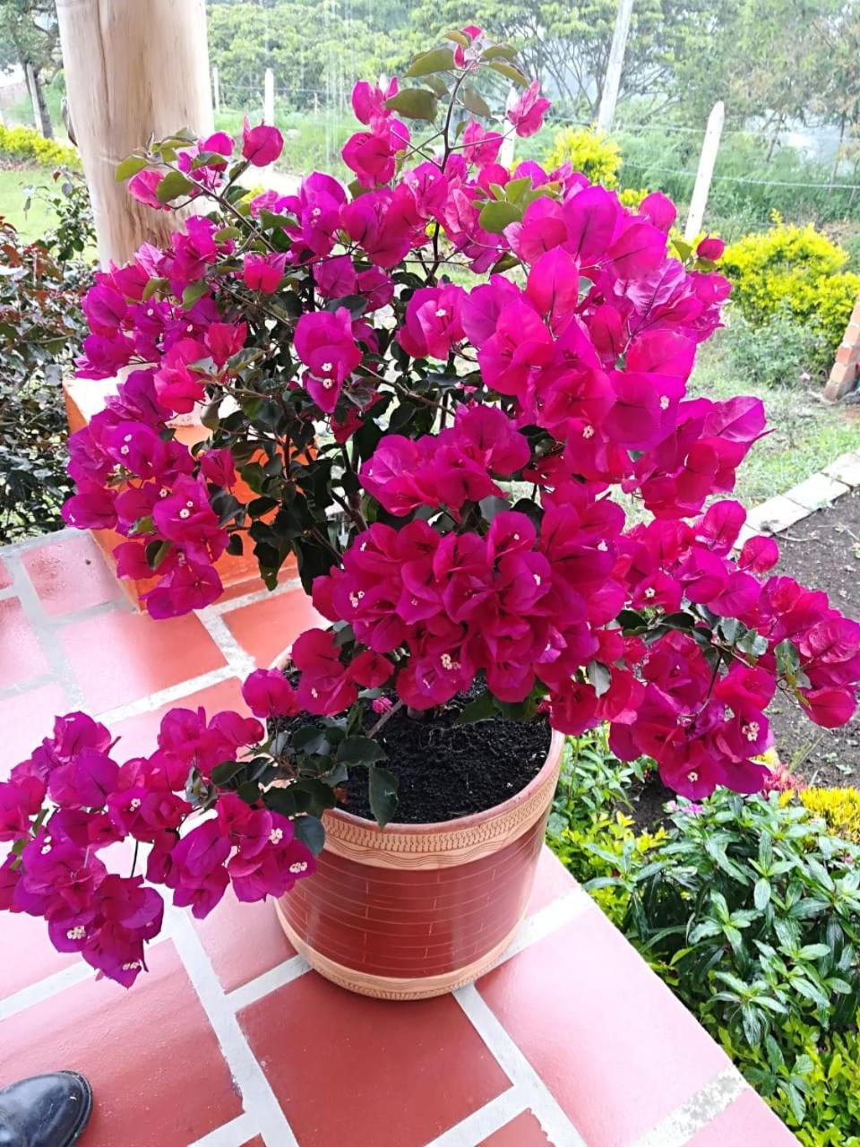 San Agustín Wayrana