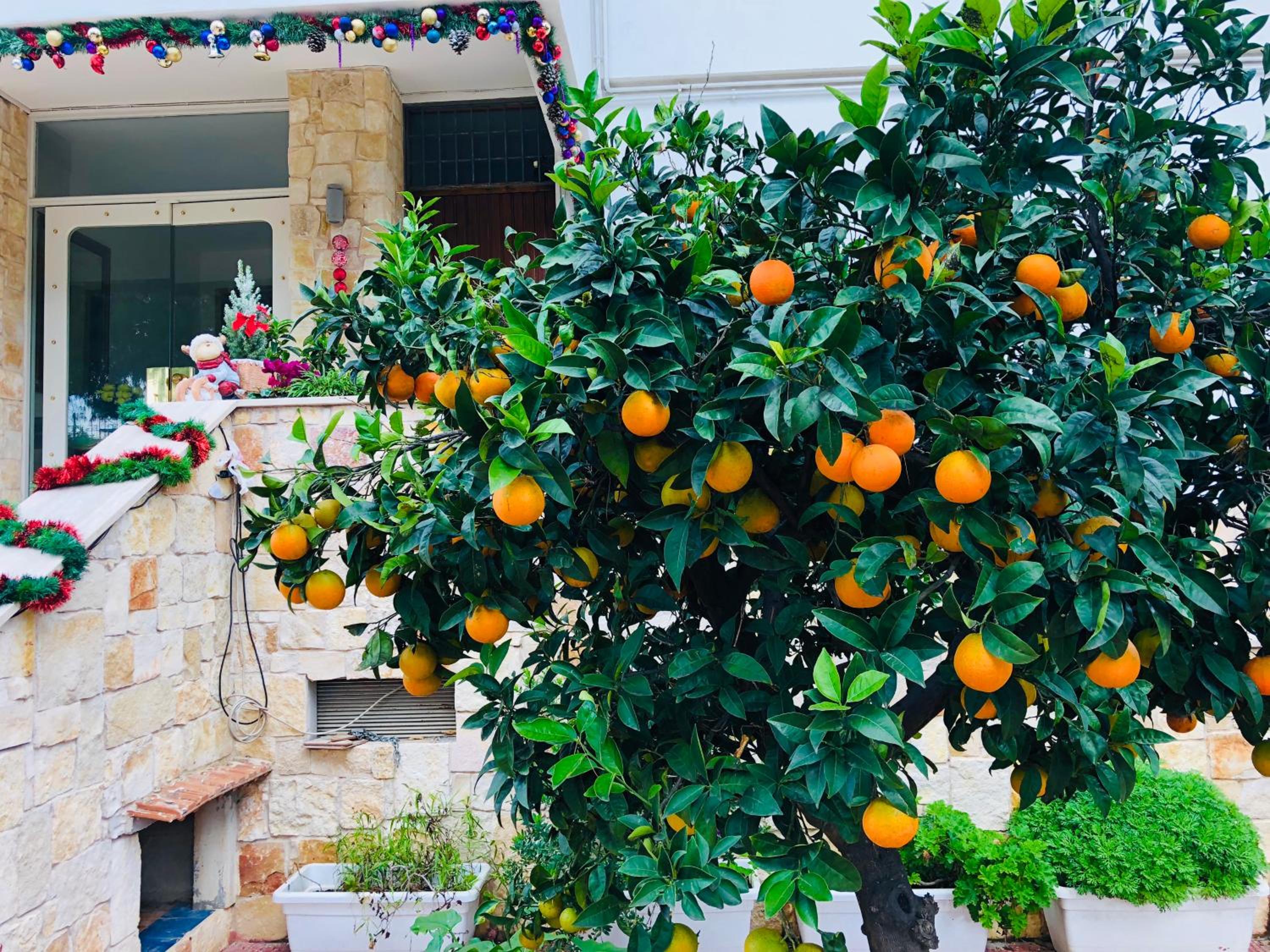 Dream & Relax Villa Fiore