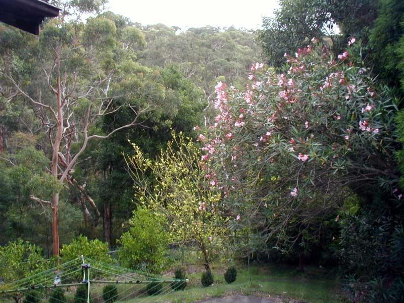 Accommodation Sydney North - Forestville 4 bedroom 2 bathroom Pet Friendly House