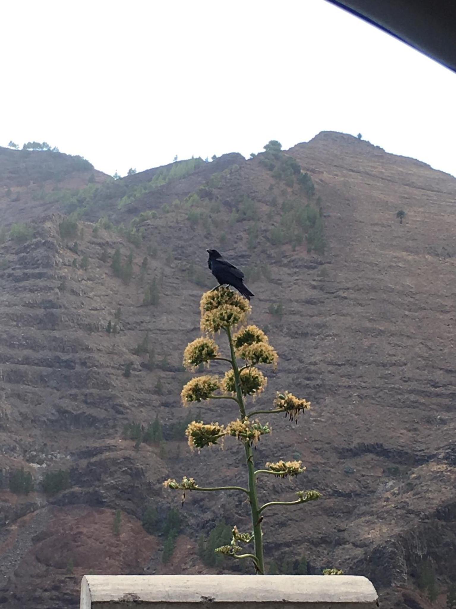 APARTAMENTO AINARA, LA GOMERA