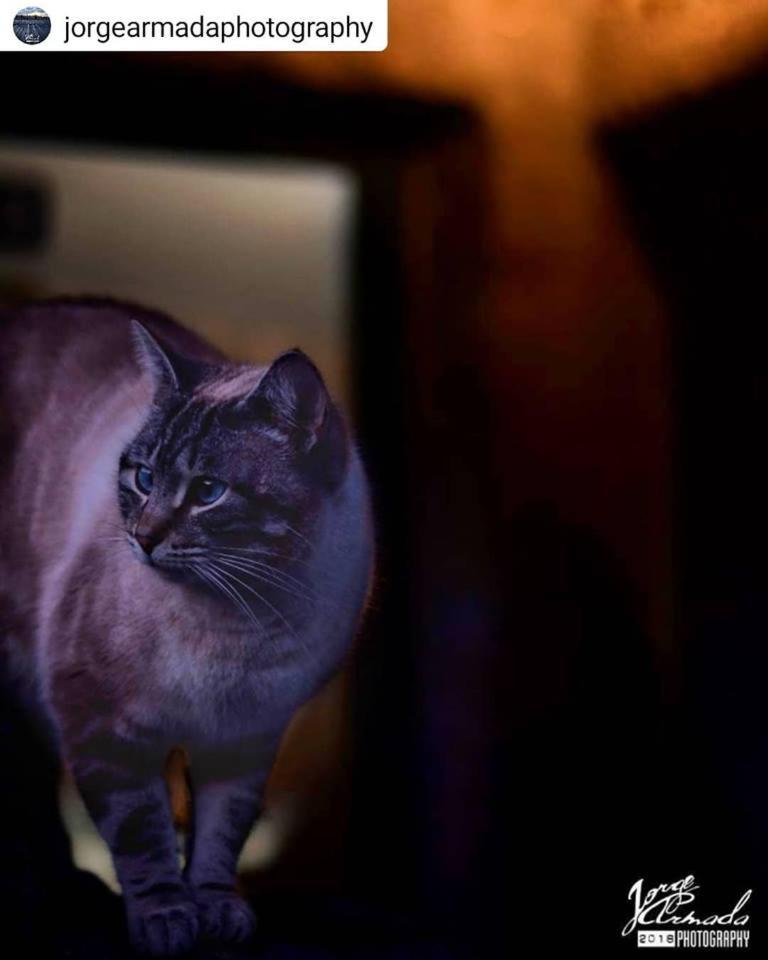 human