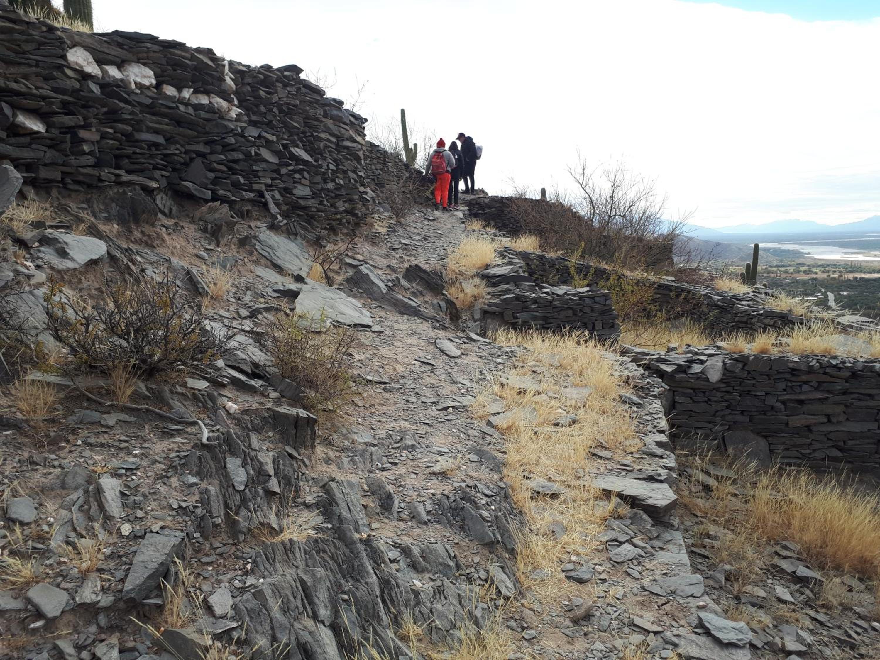 Apart El Árbol