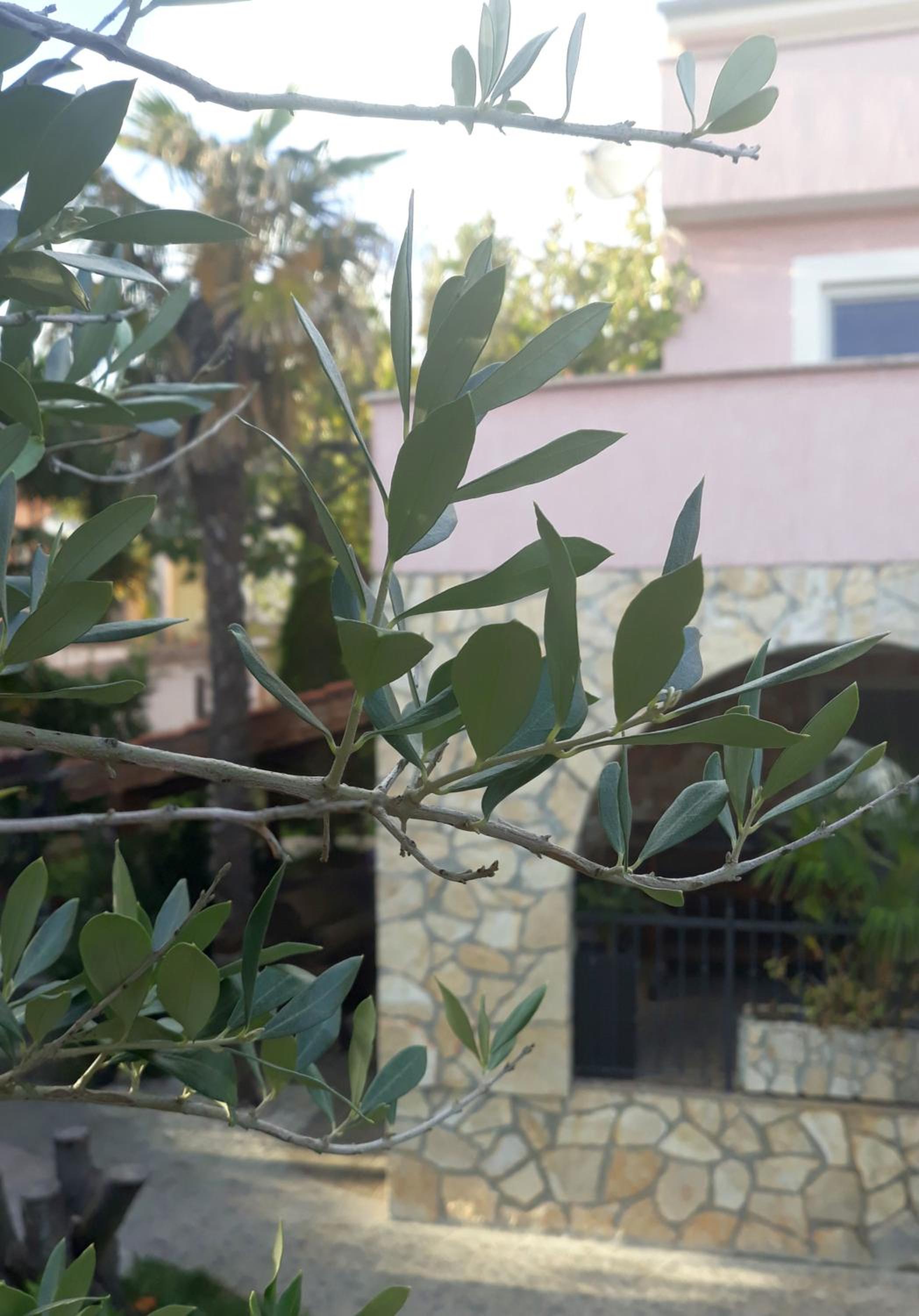 Photo 46