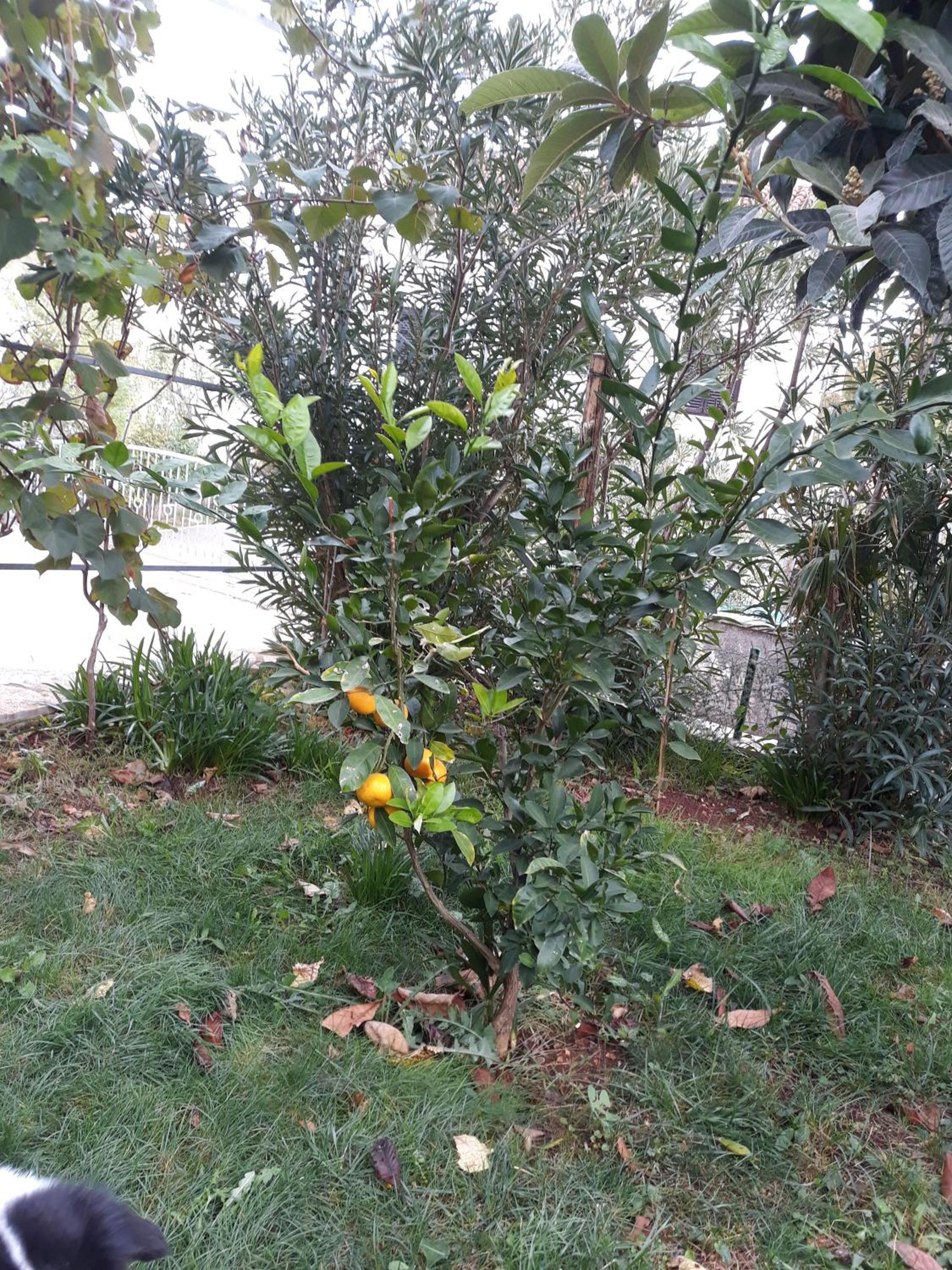 Photo 44