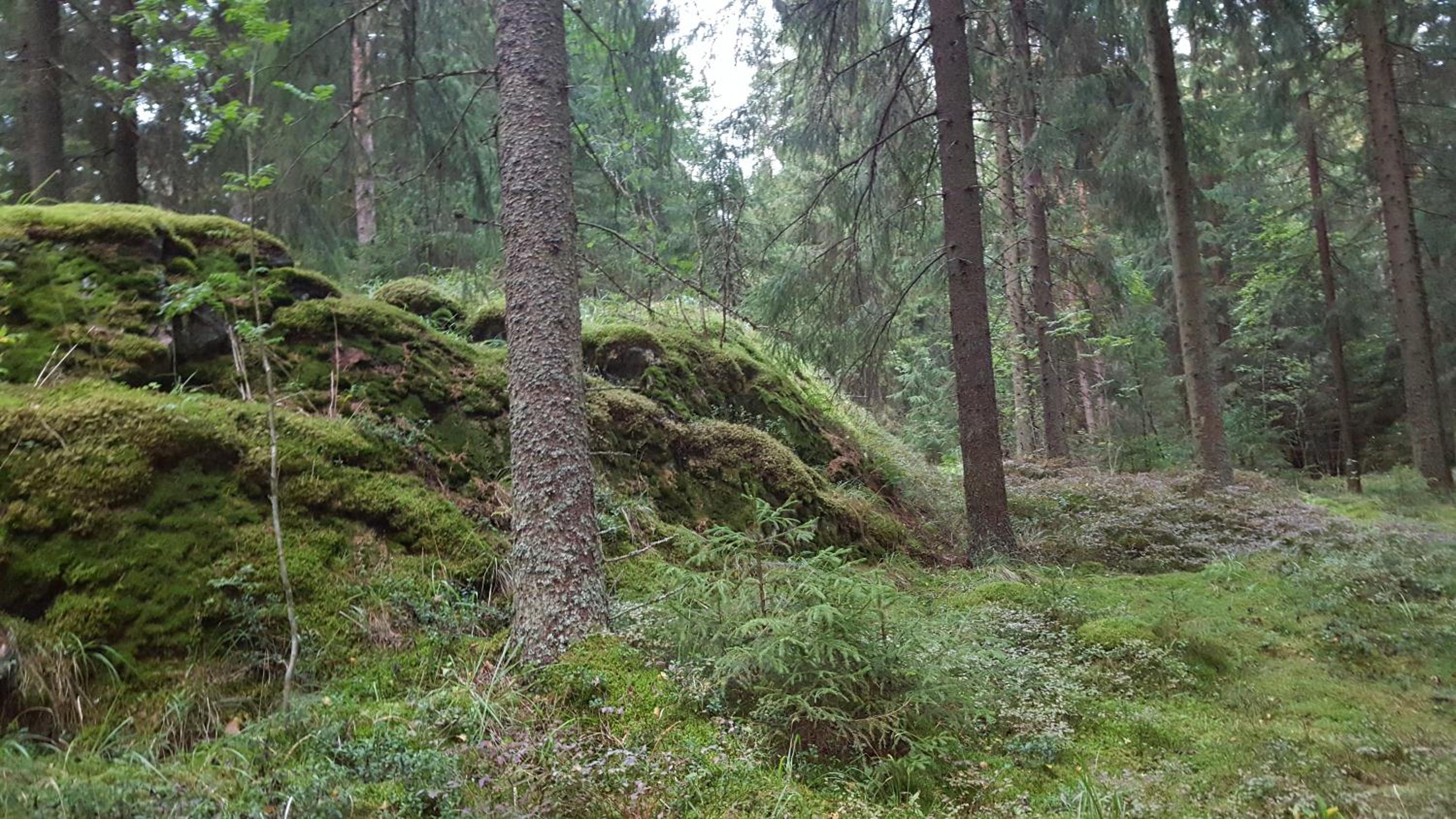 Photo 51