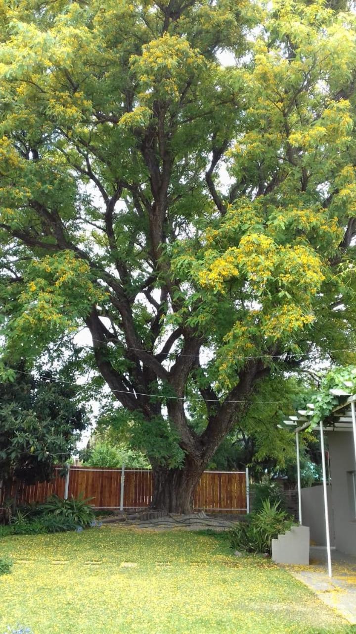 The Big Tree Guest House view 5