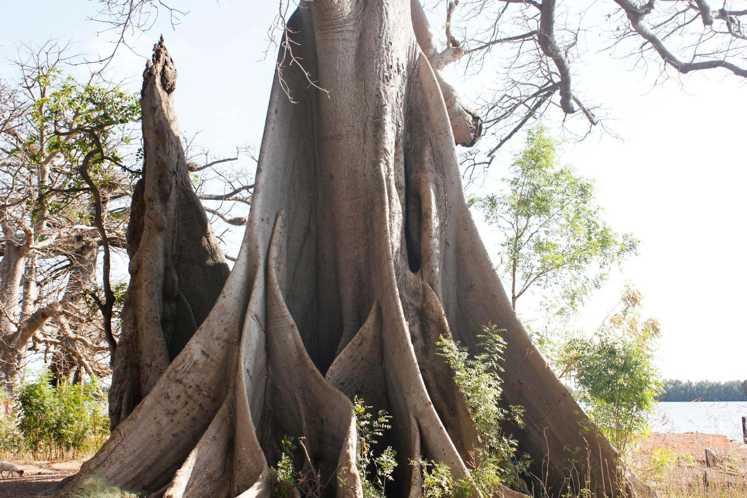 Bintang Bolong Lodge