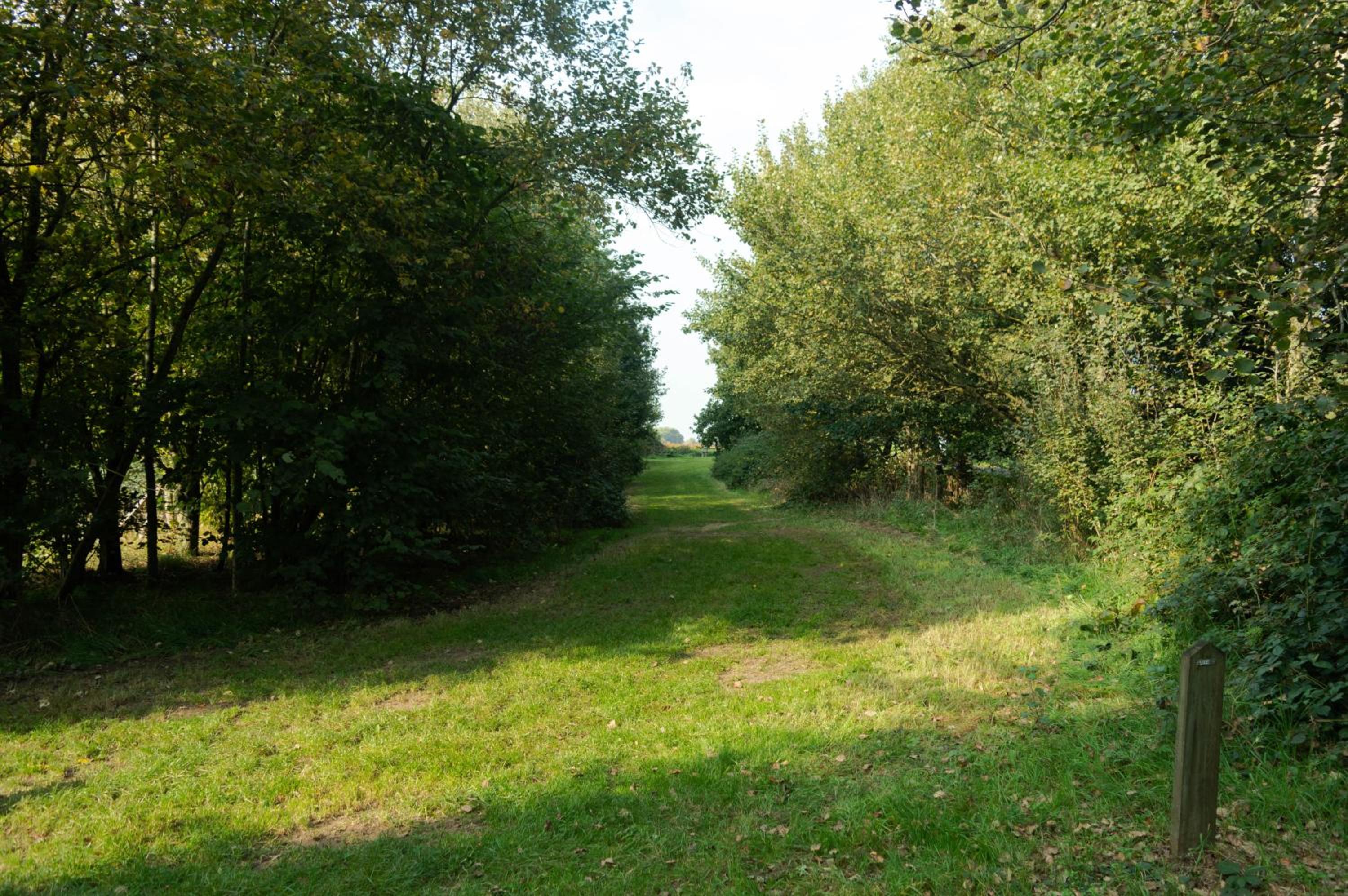 René