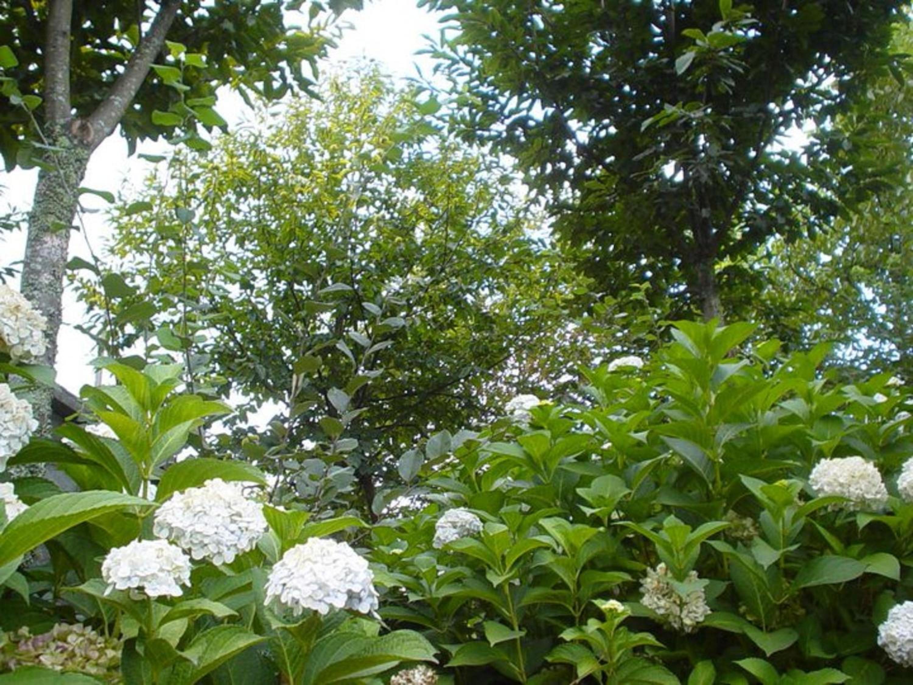 Photo 52