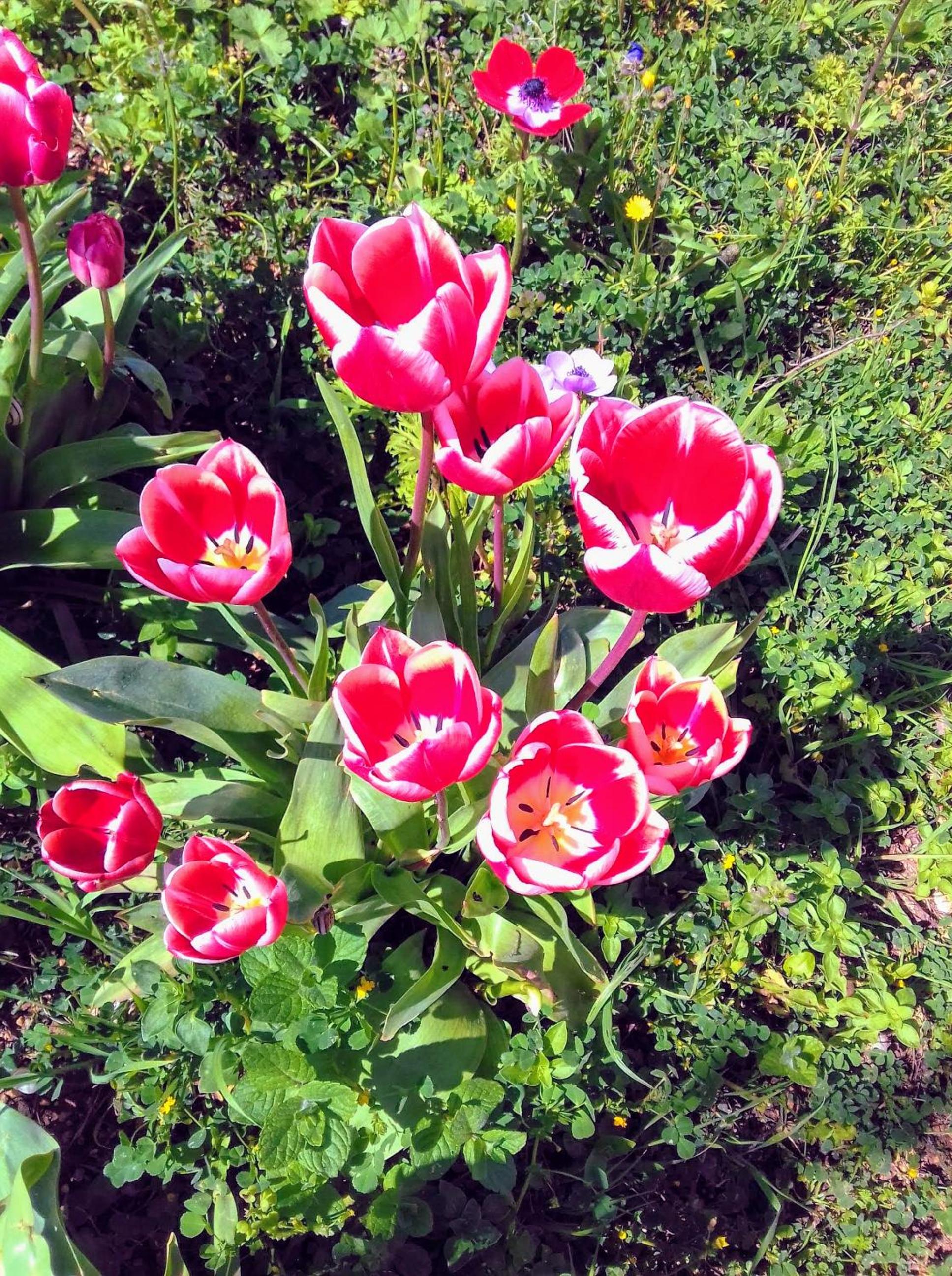 Photo 44