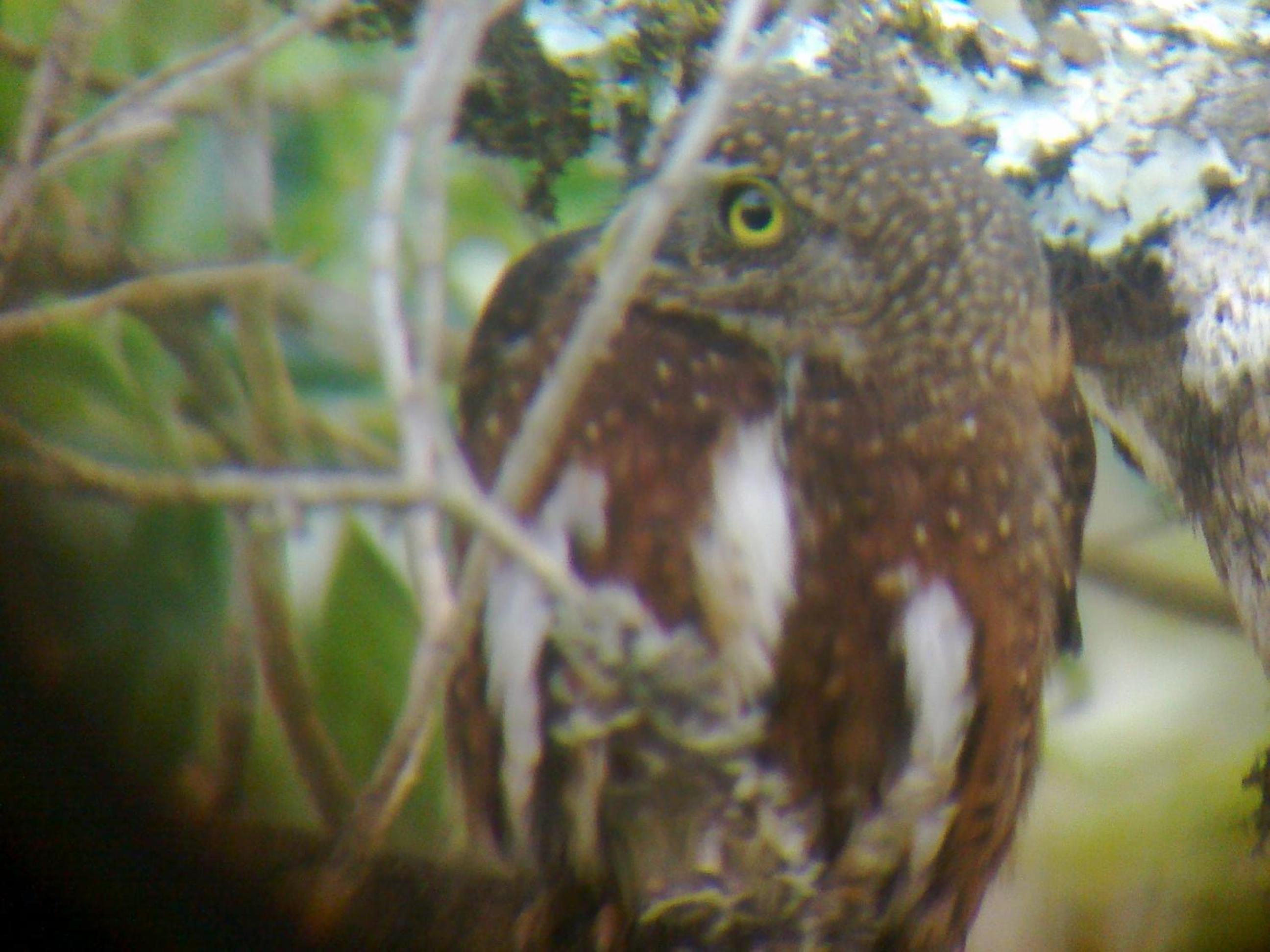 Miriam'S Quetzals lodge