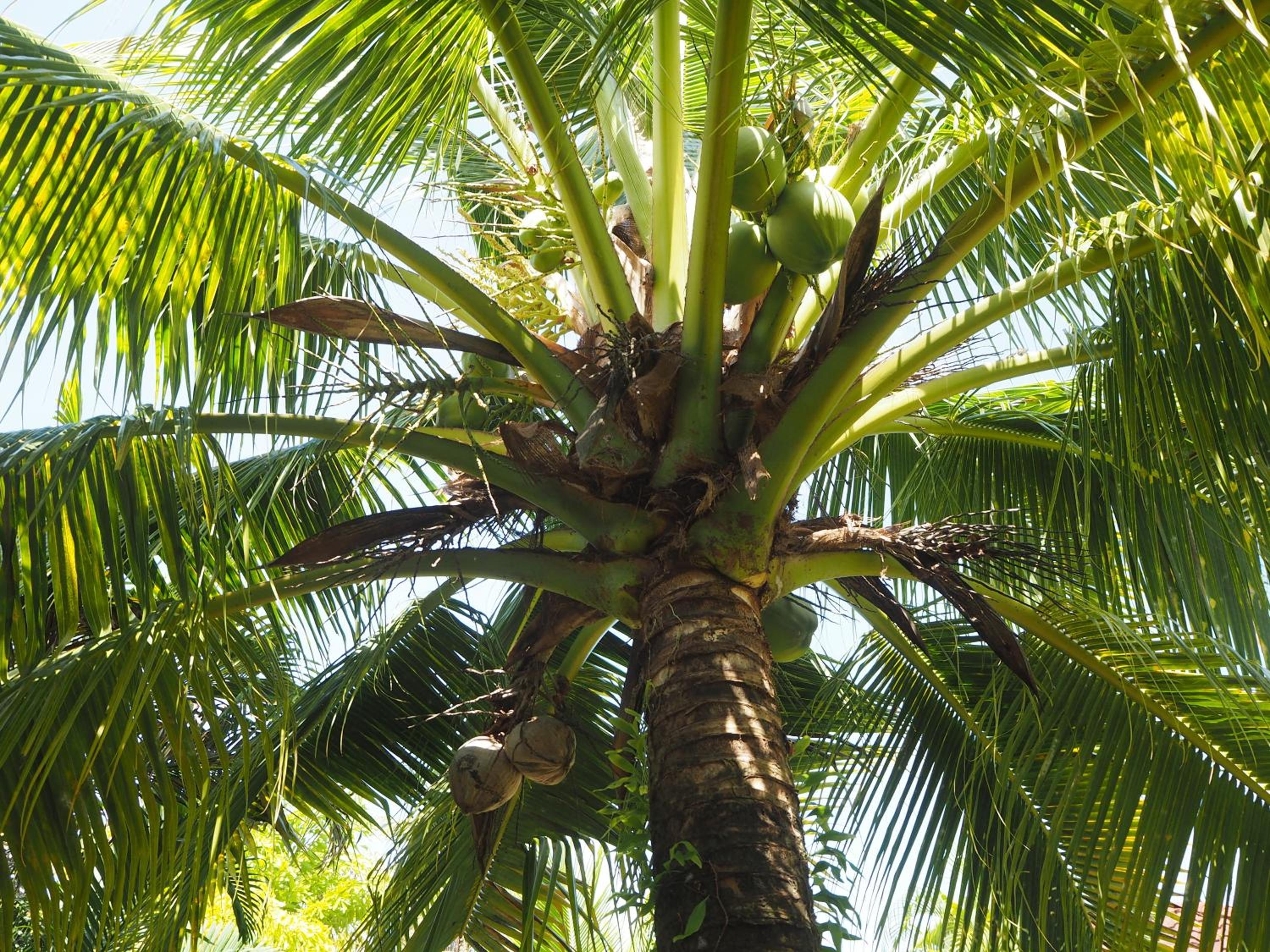 Coconut Bungalow