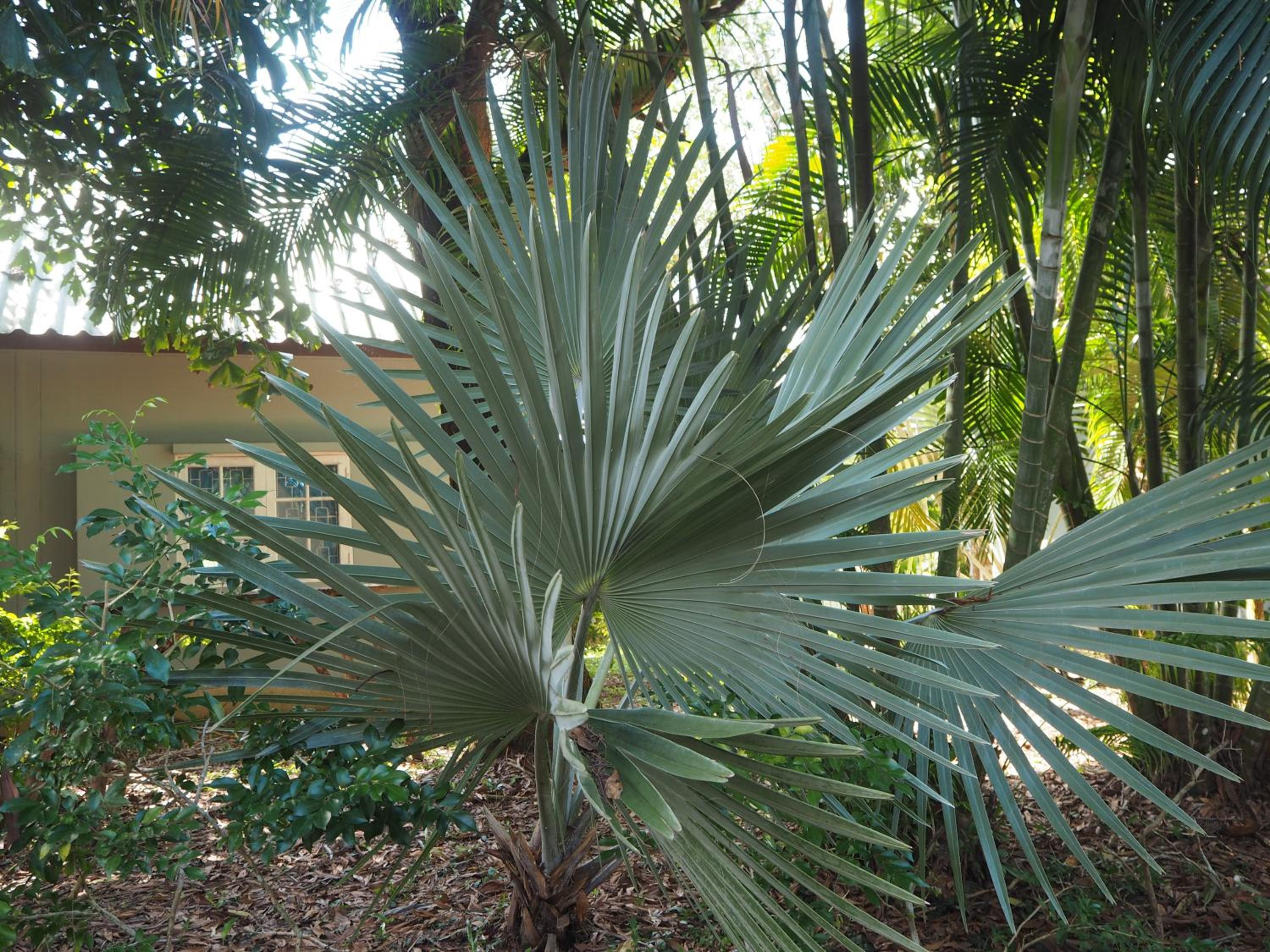Coconut Bungalow