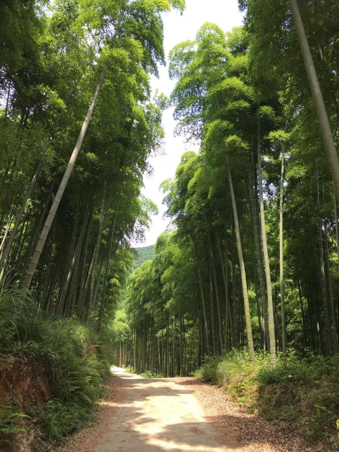 Moganshan Bamboo View Guesthouse