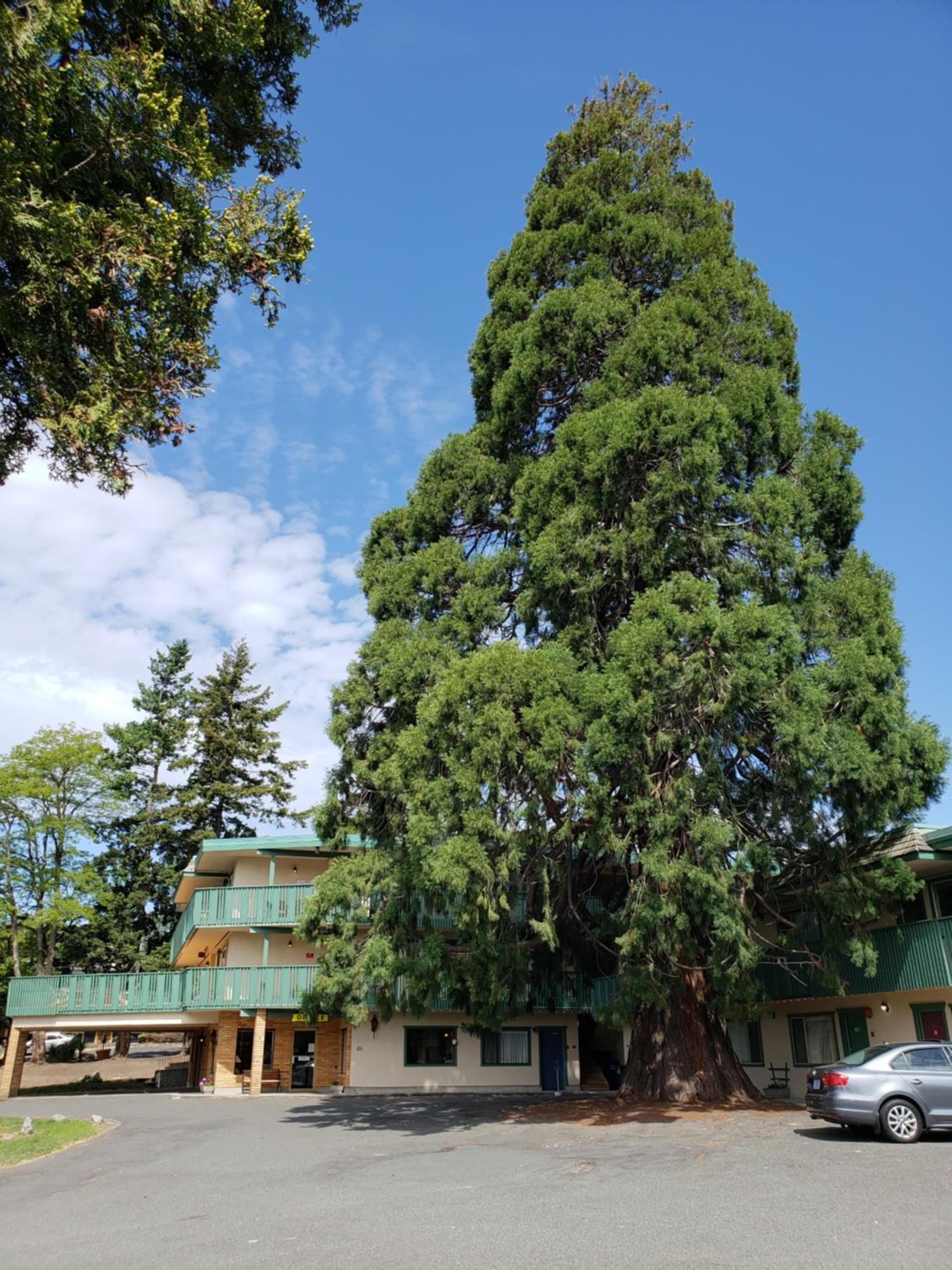 Robin Hood Inn and Suites