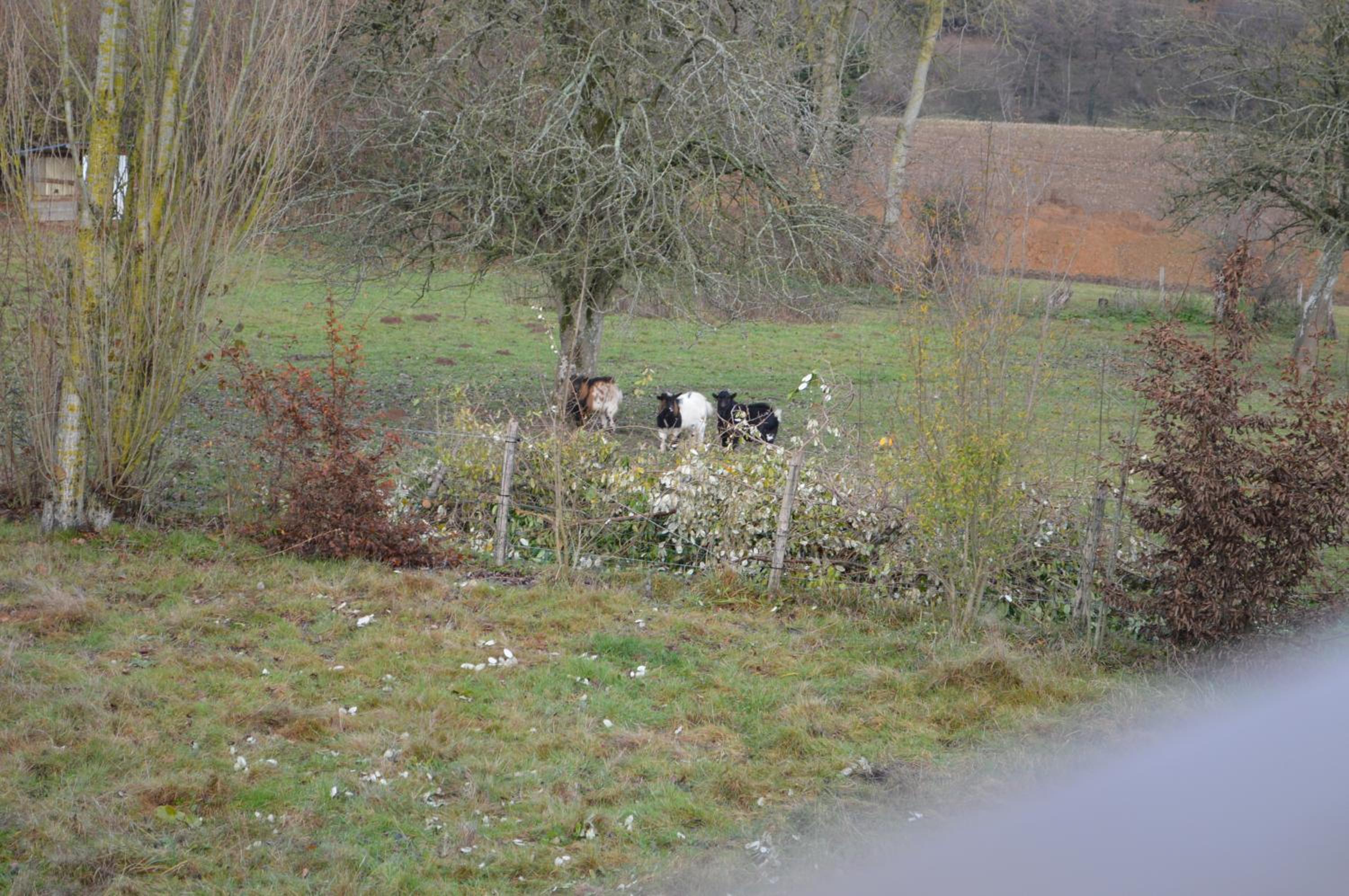 Photo 43